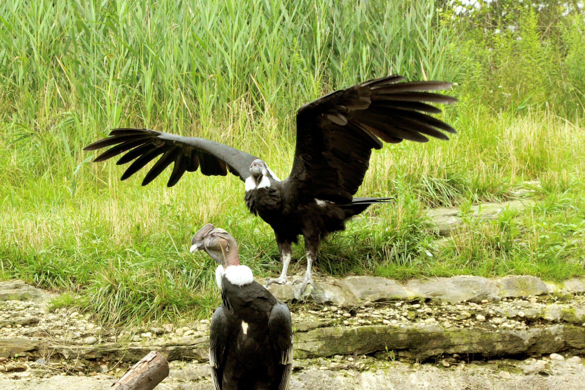 Andean condor pair