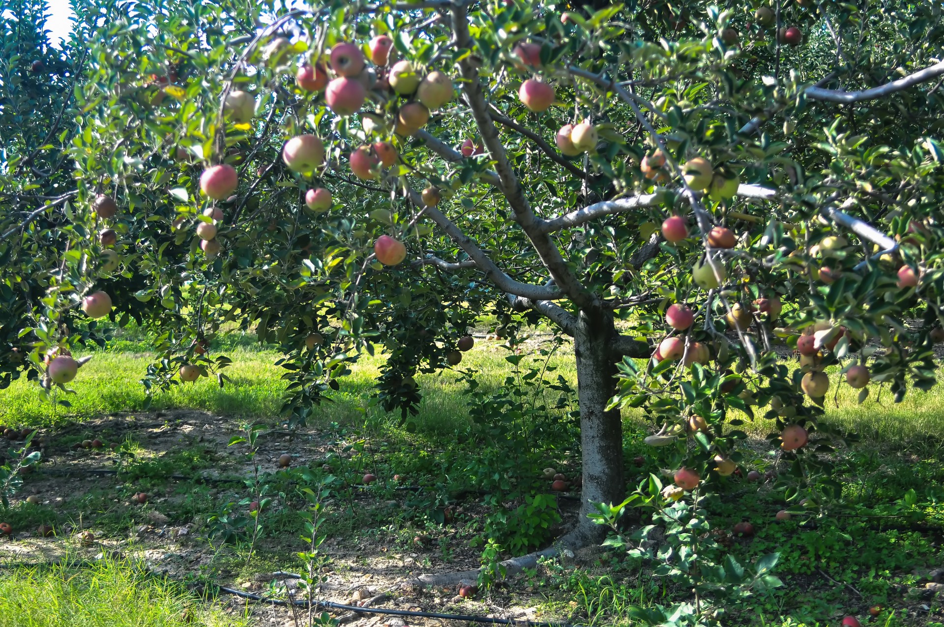 Apple Farm Trees