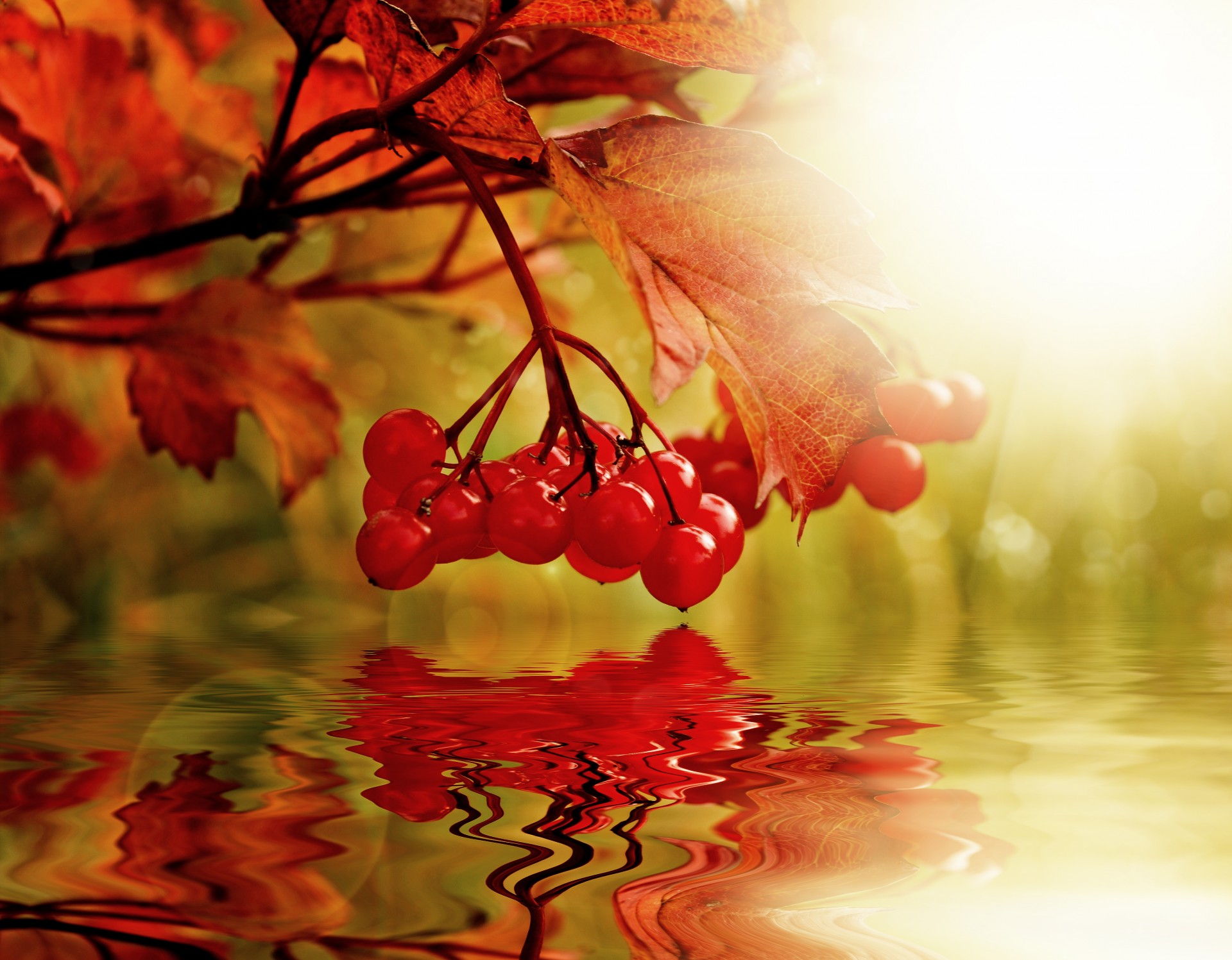 Ripe berries of Viburnum, reflection in water