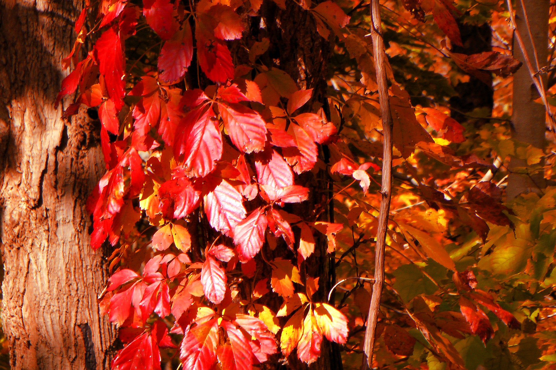 Colorful leaves on tree in fall