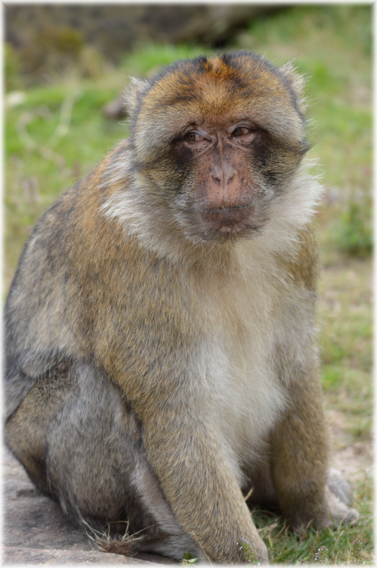 Barbary Macaque 1