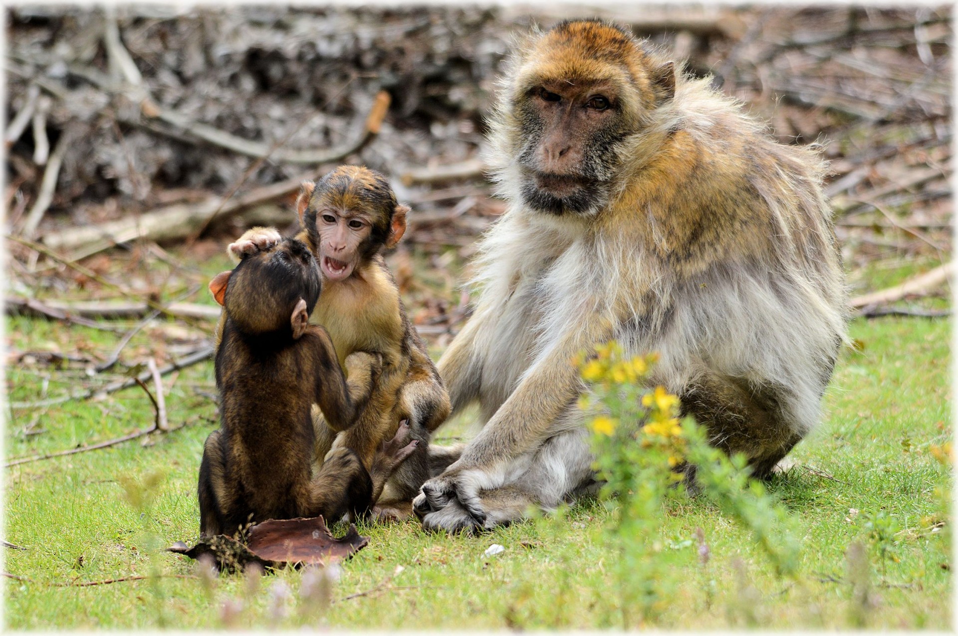 Barbary Macaque 5