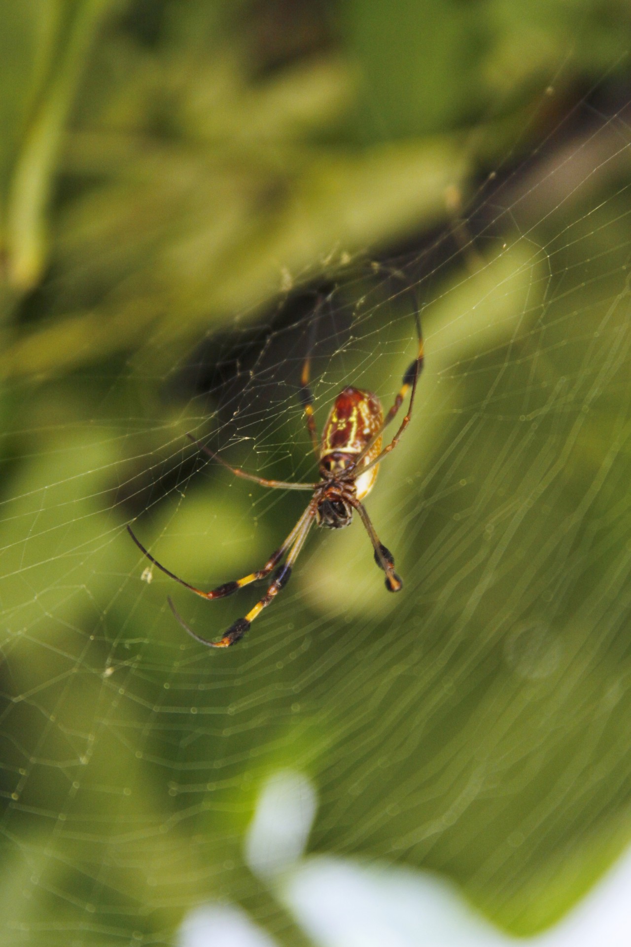 Black & Yellow Spider On A Web