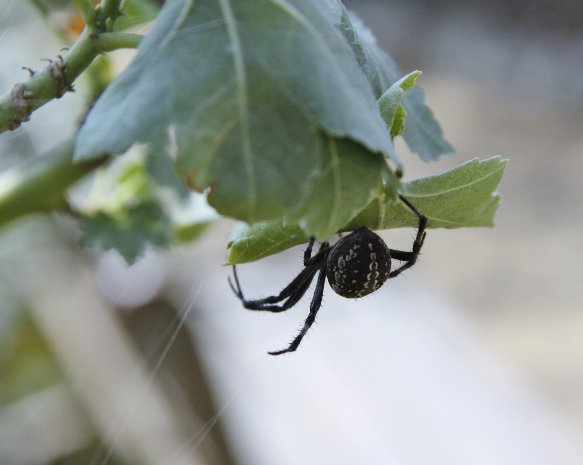 Black Spider On Leaf