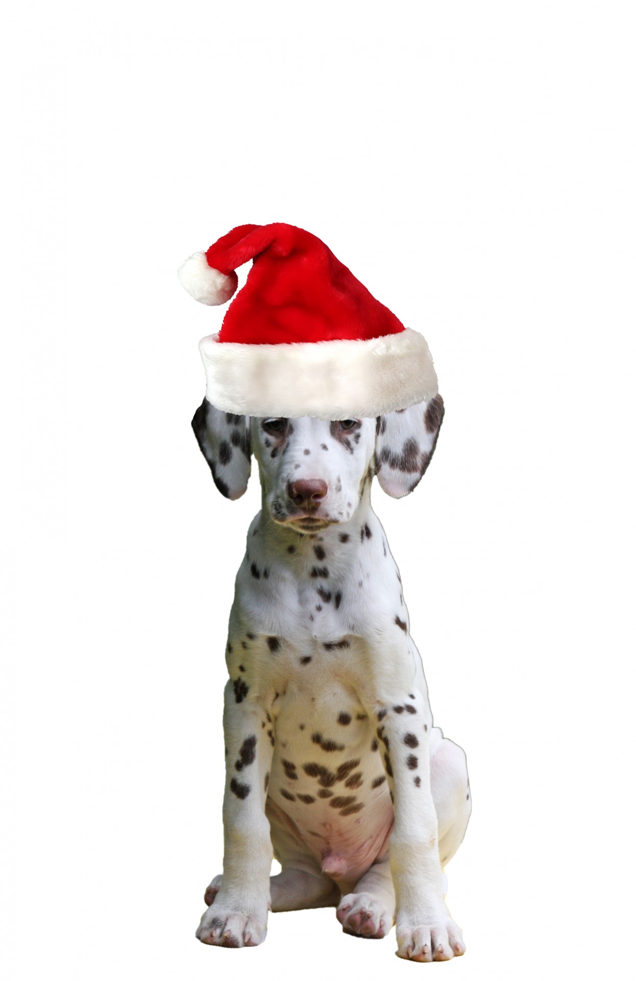 Cute dalmatian puppy dog wearing red christmas santa hat