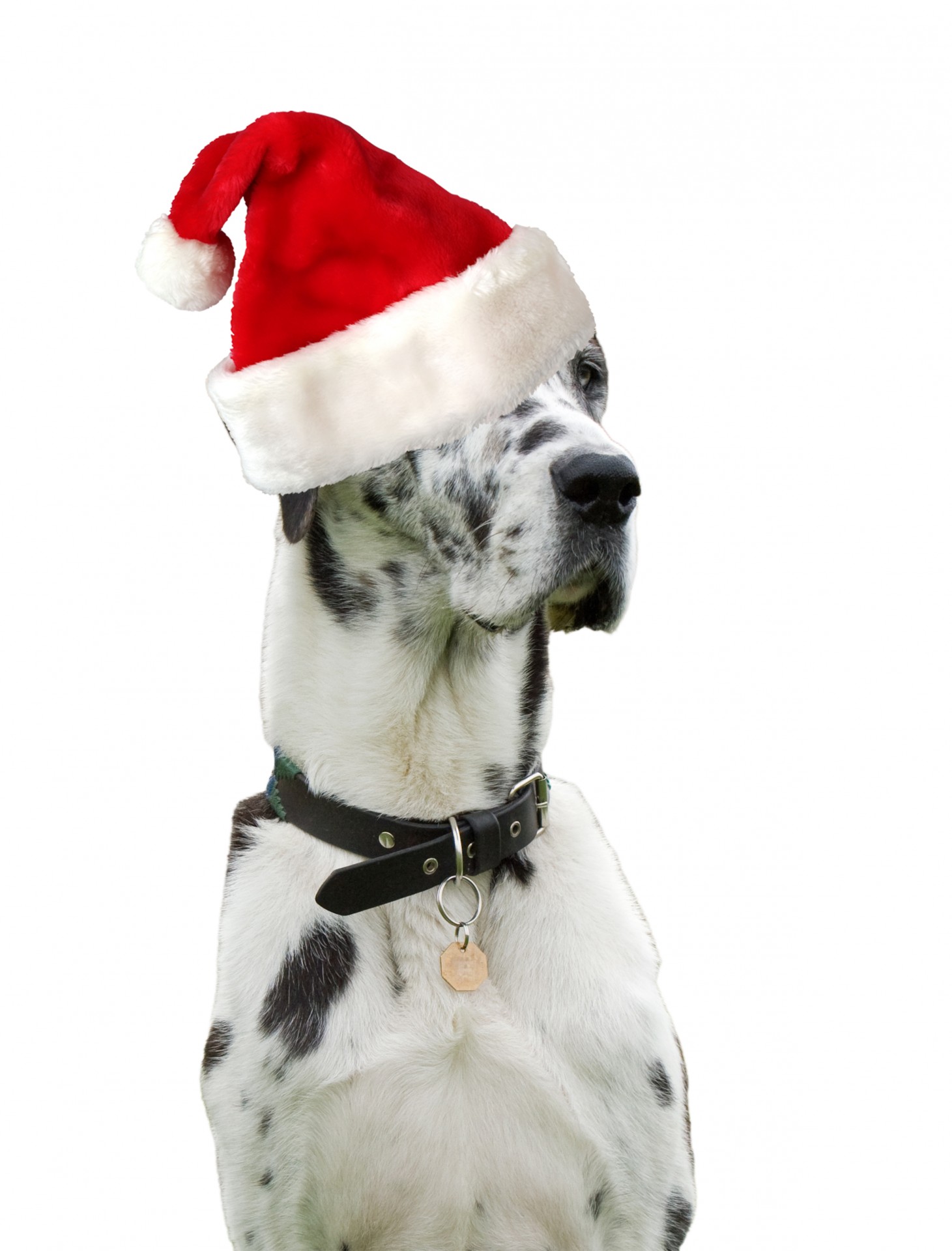 Harlequin Great Dane dog wearing red santa hat isolated on white background