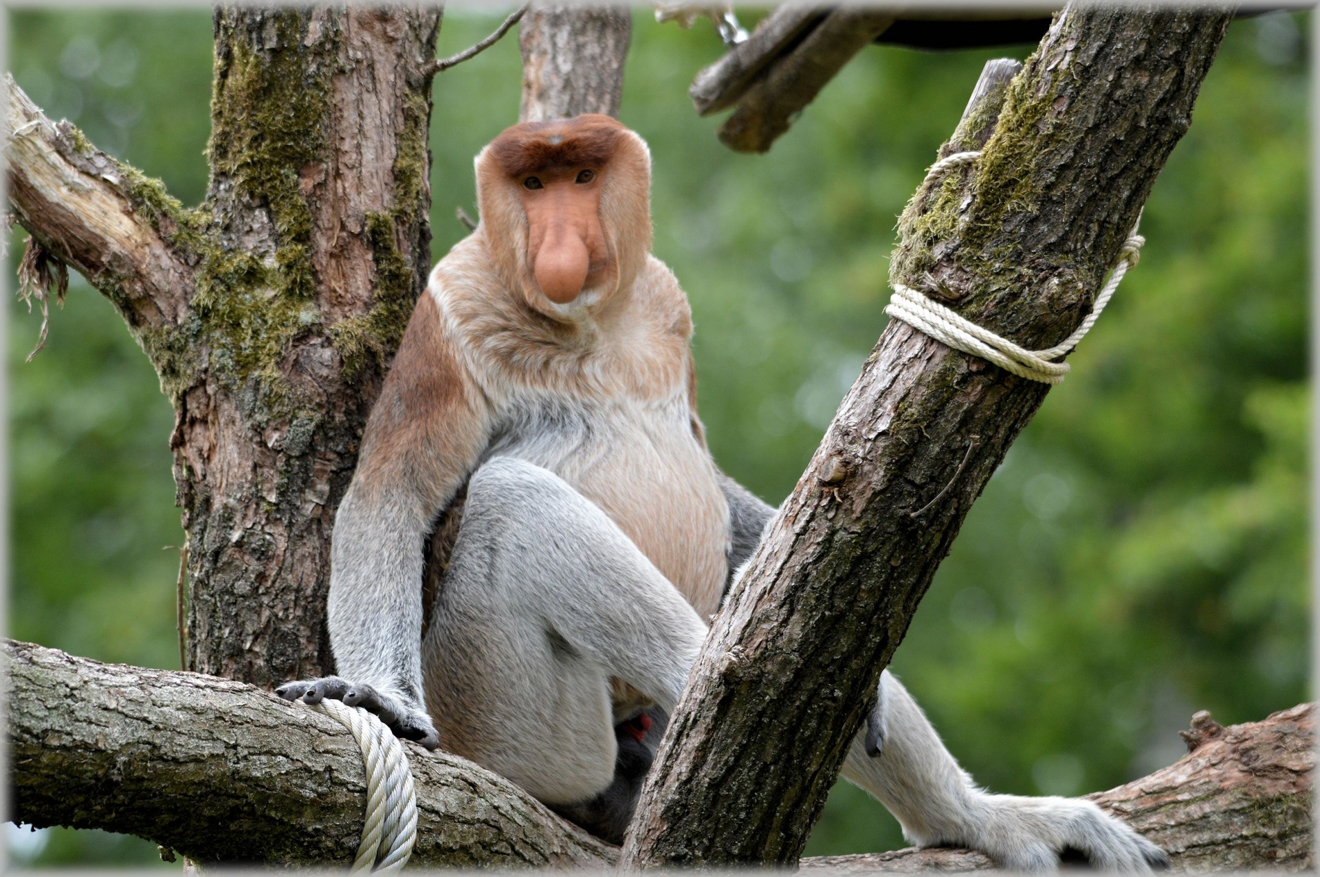 The Proboscis Monkey 2