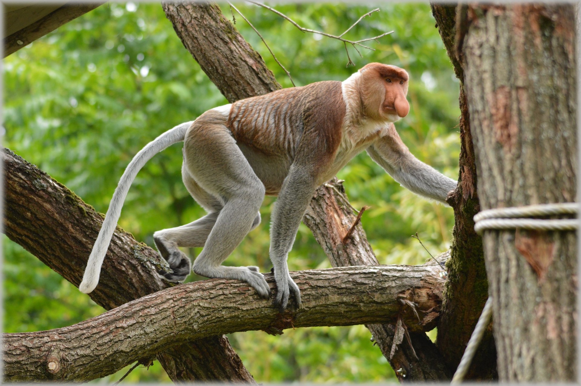 The Proboscis Monkey 5