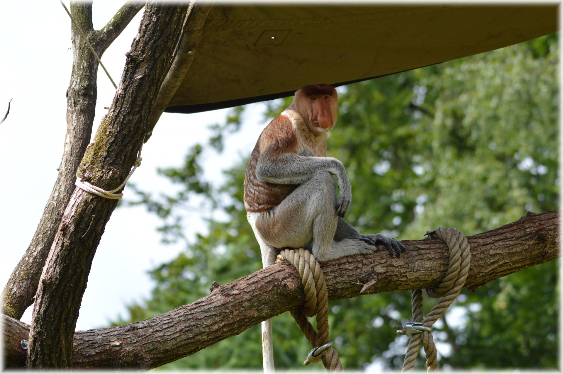 The Proboscis Monkey Set 2.2