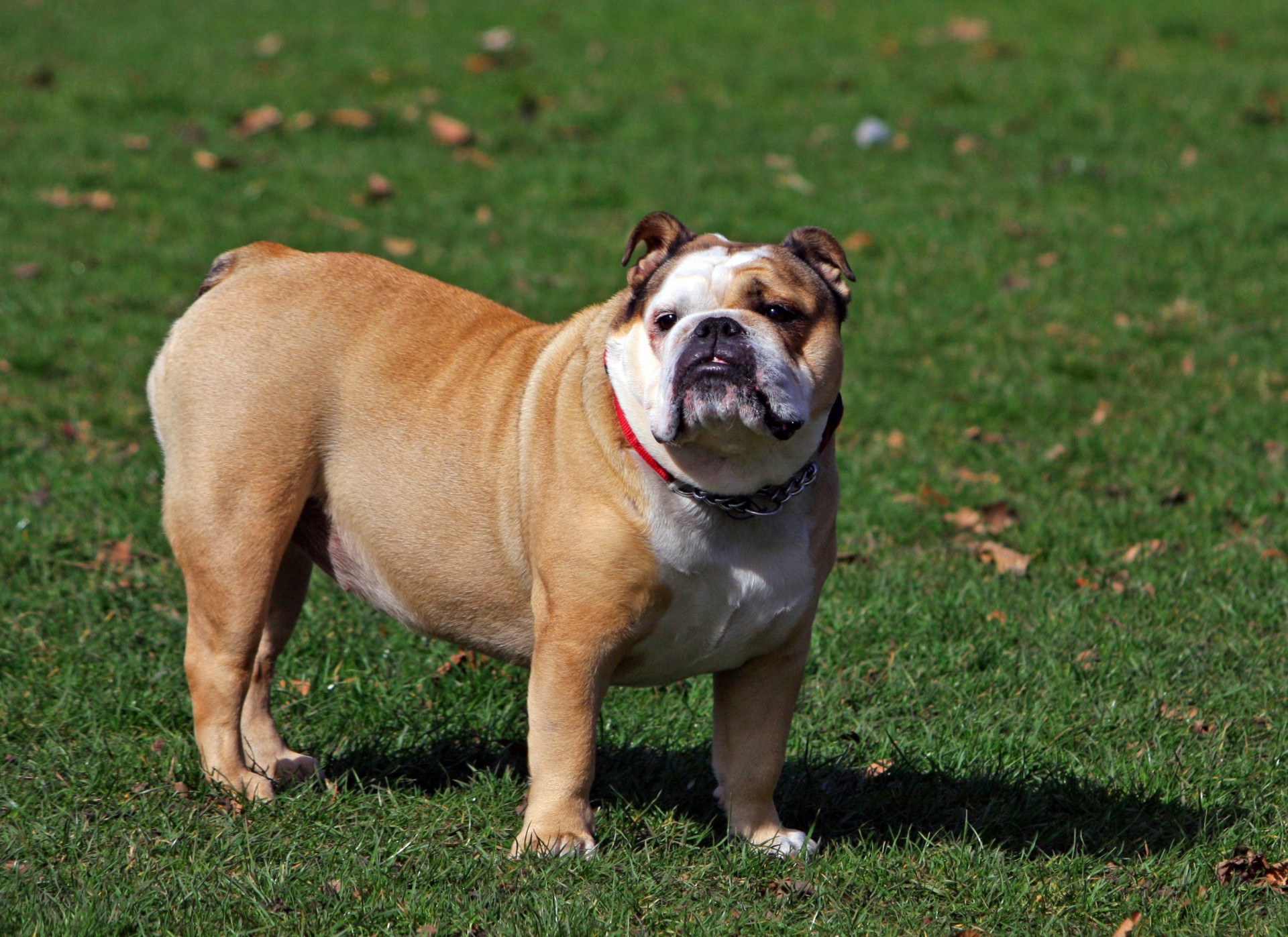 English bulldog standing on the green grass