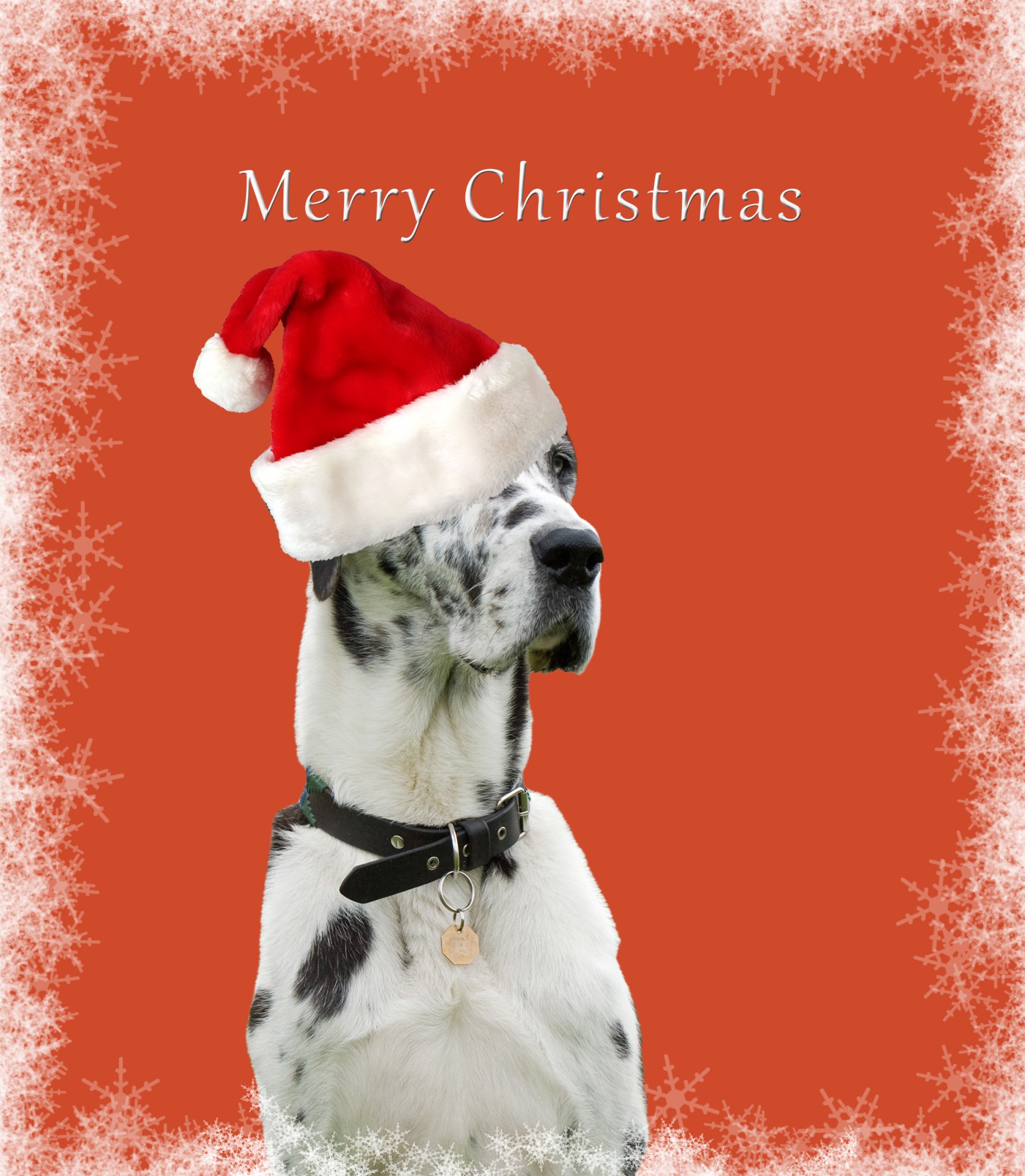 Great dane dog in red santa hat christmas card template