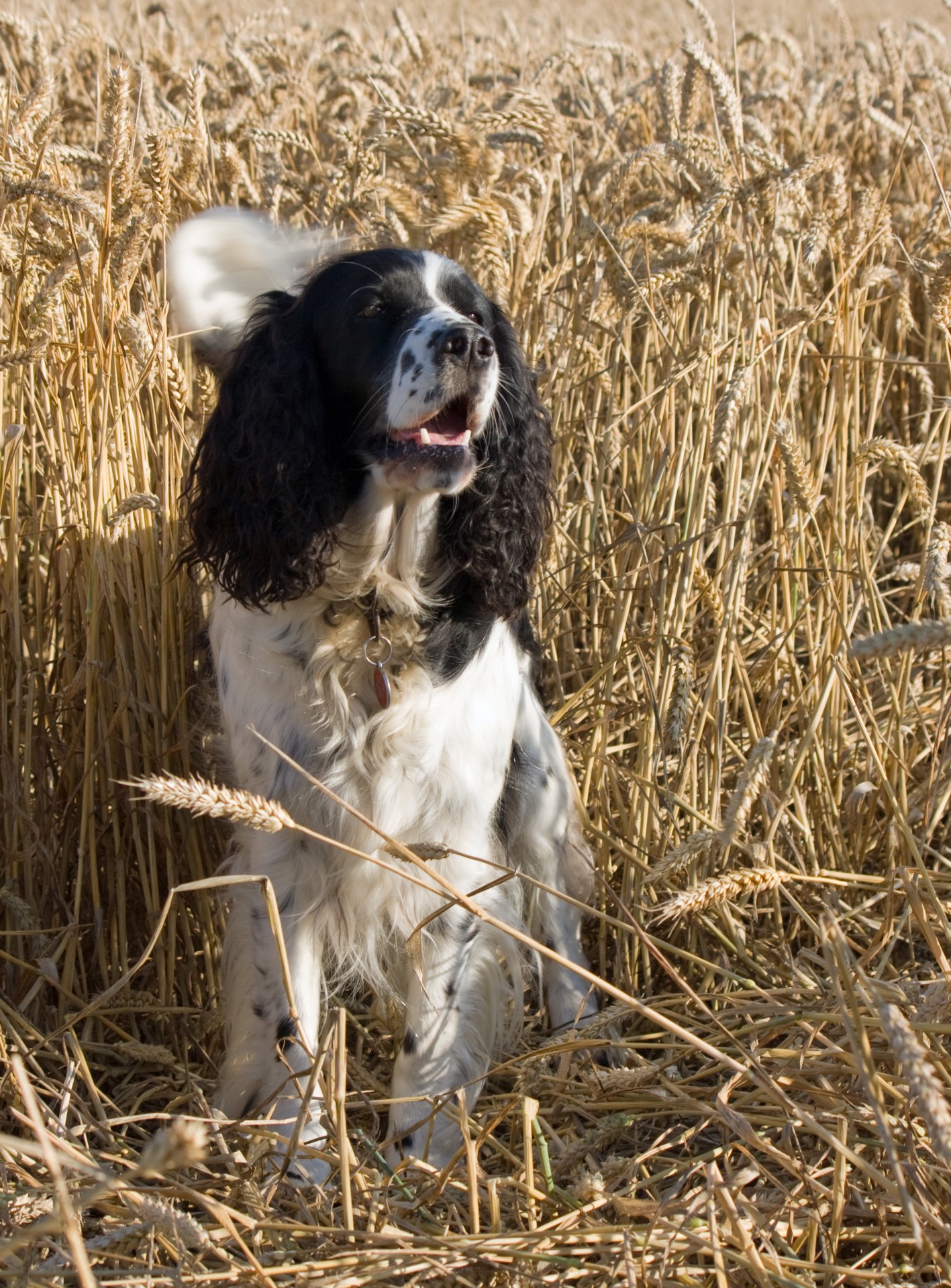 English Springer Spaniel dog barking in the wheat field