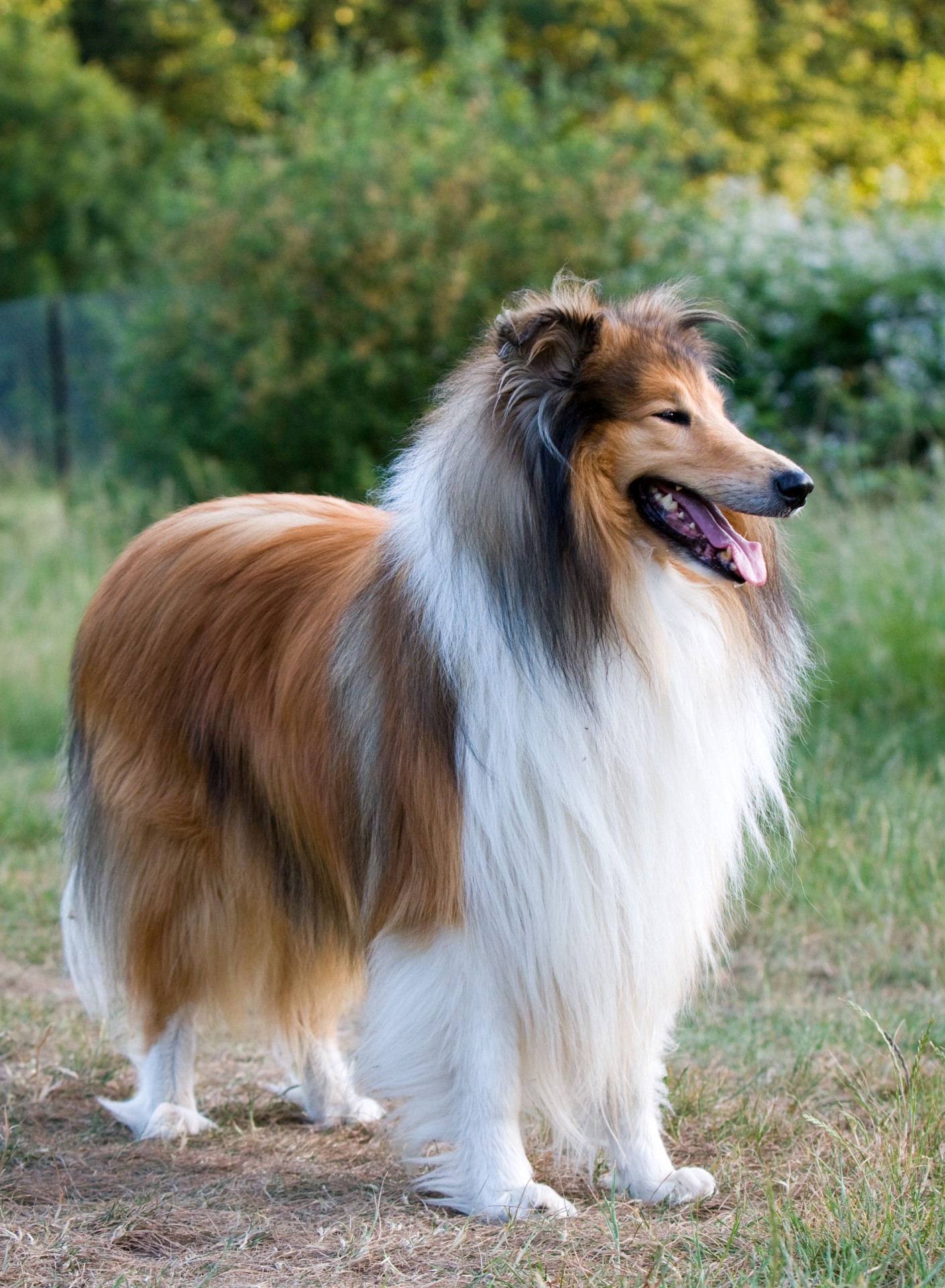 Portrait of a beautiful sable and white rough collie dog standing