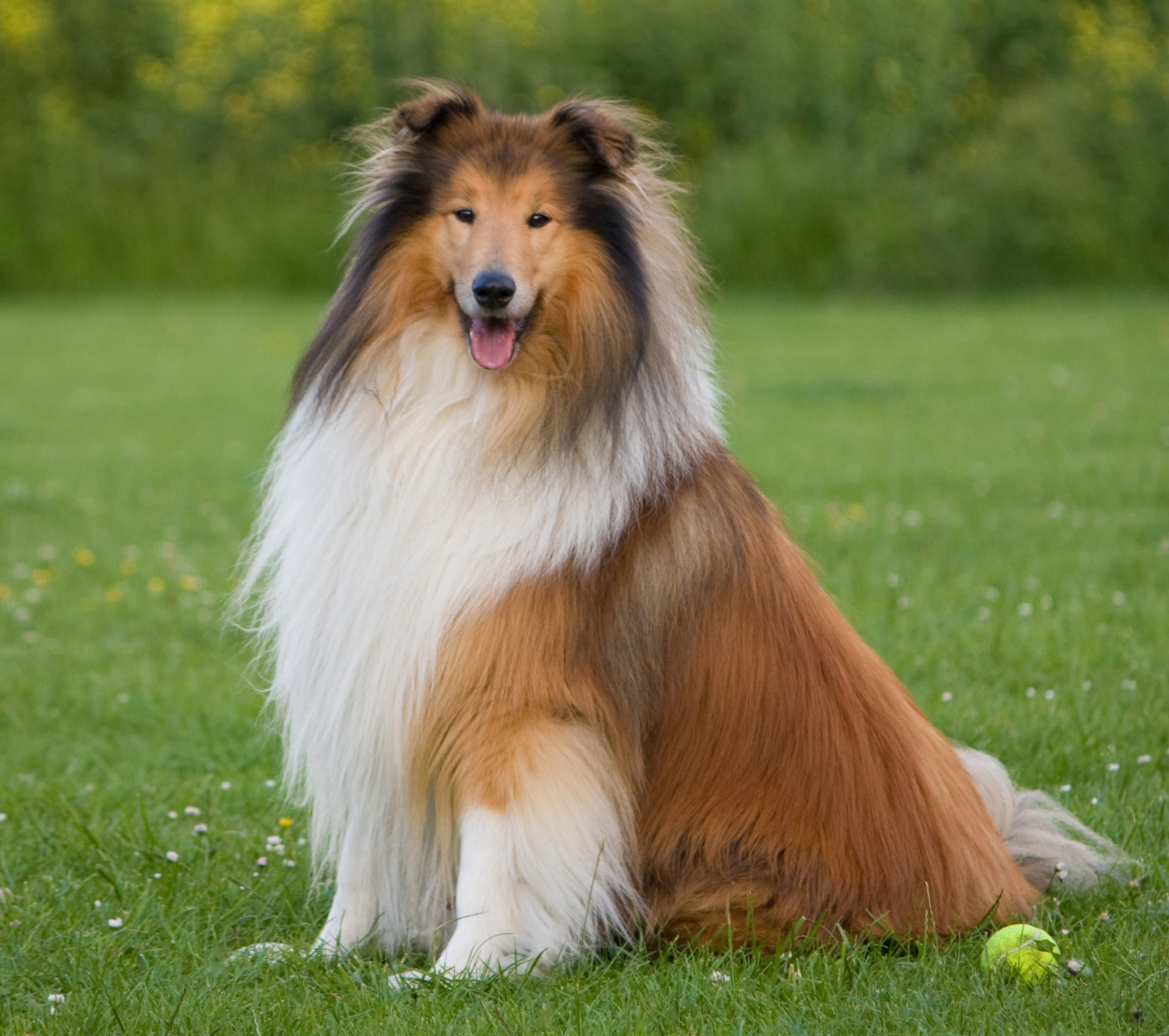 Beautiful portrait of a rough collie dog sitting on the green grass