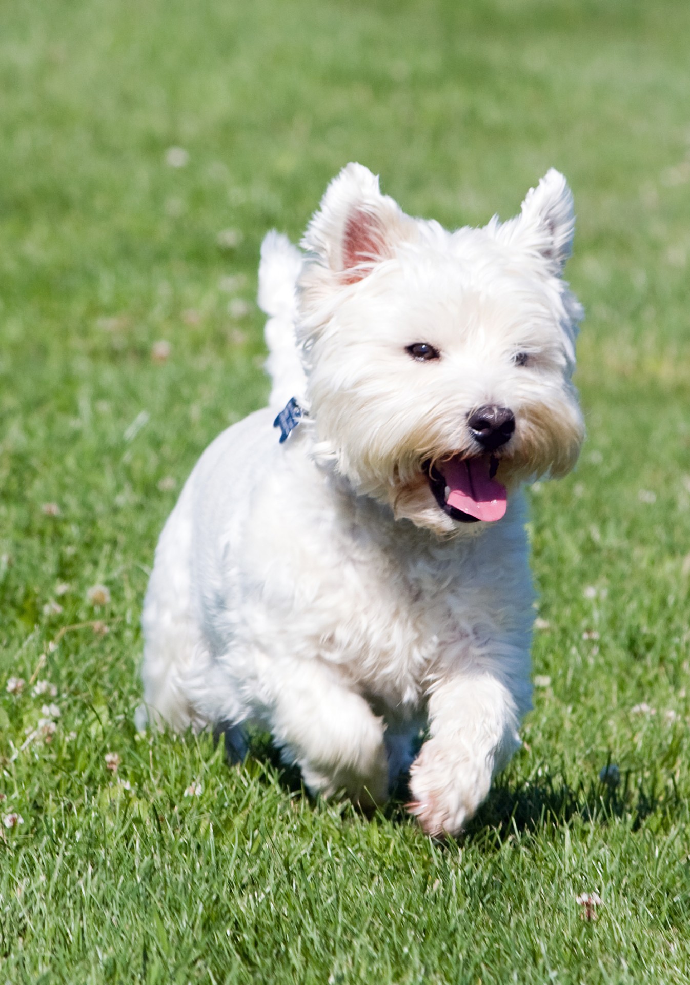 Cute westie, west highland white terrier dog running in close-up