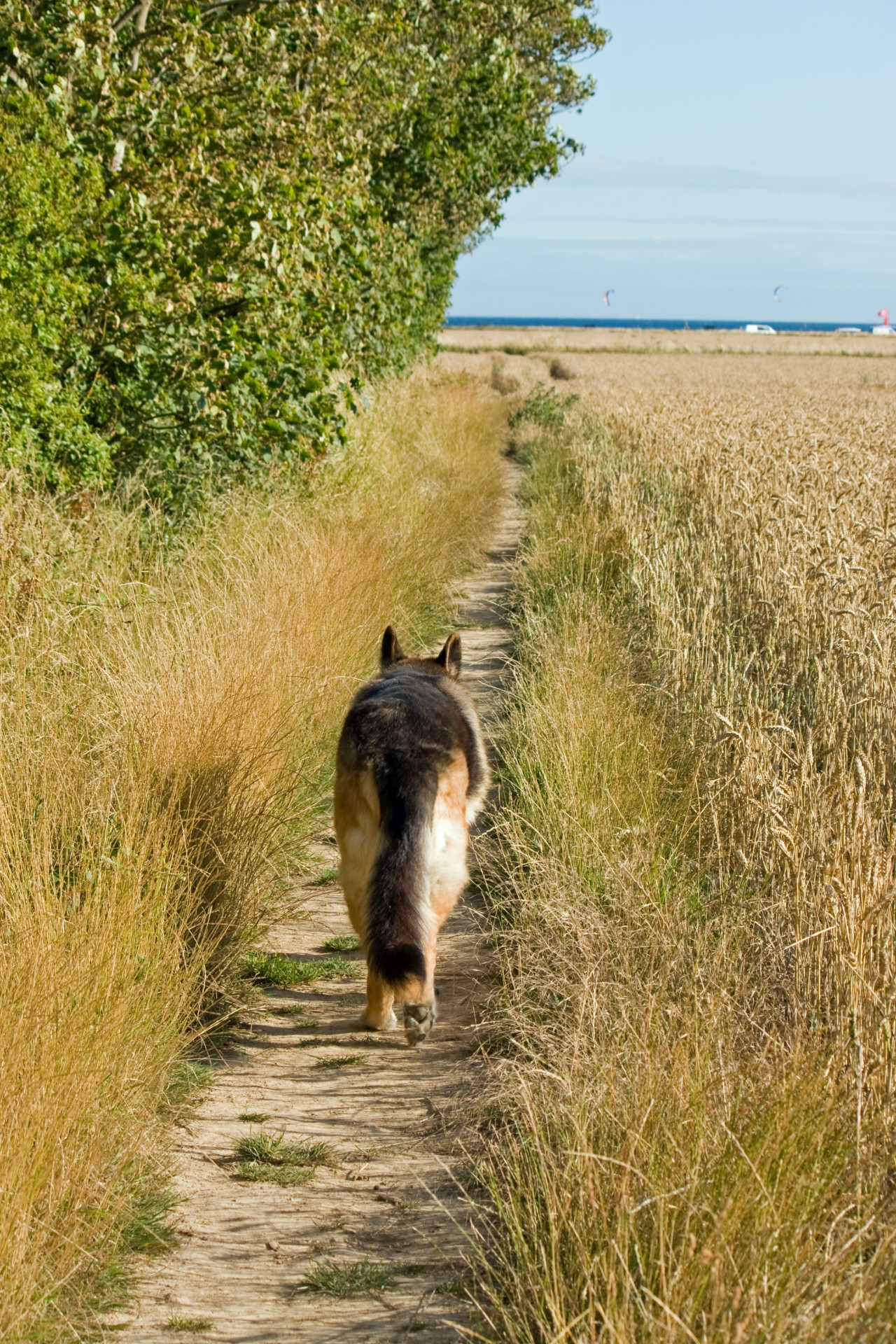 Dog Walking Through Fields