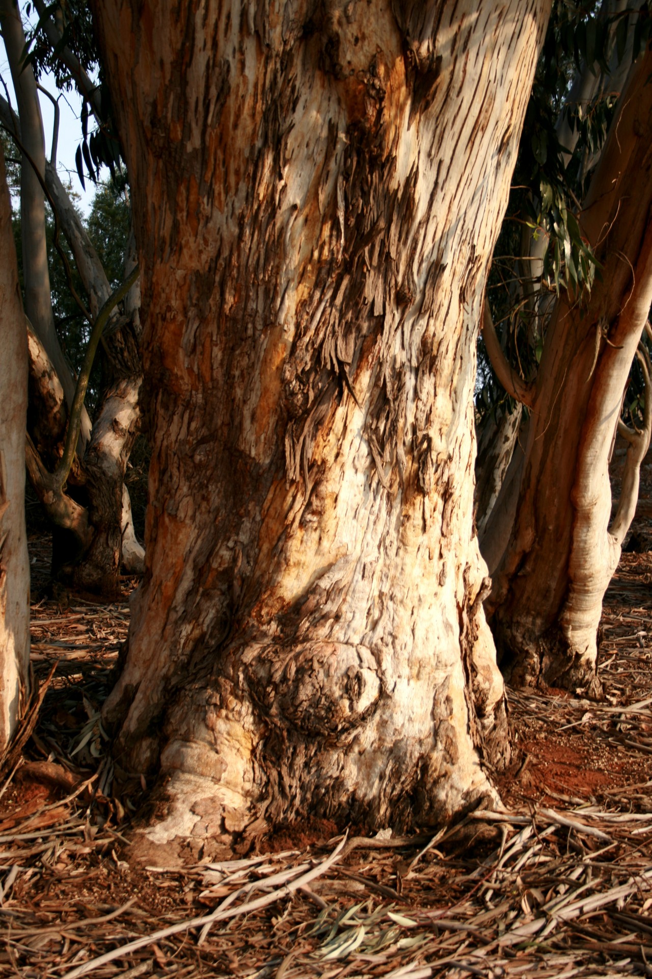 Eucalyptus Tree Trunk  Free Stock Photo Public Domain 