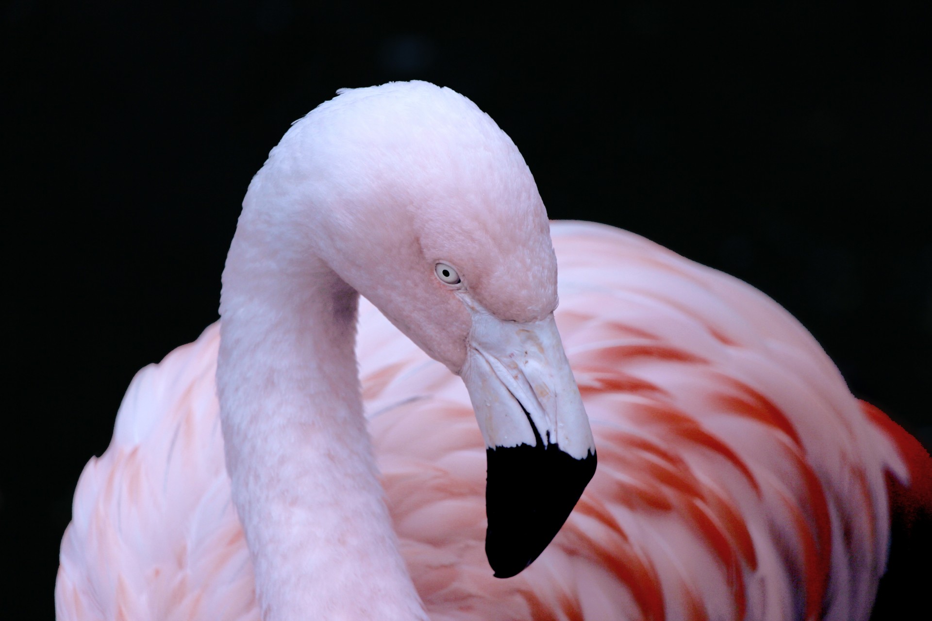 Flamingo with colorful feathers