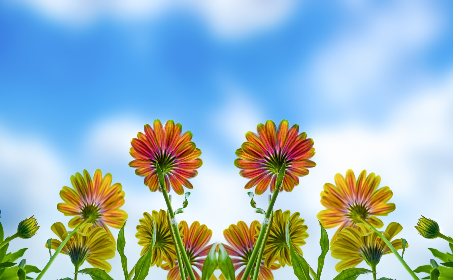 Flowers -  Background