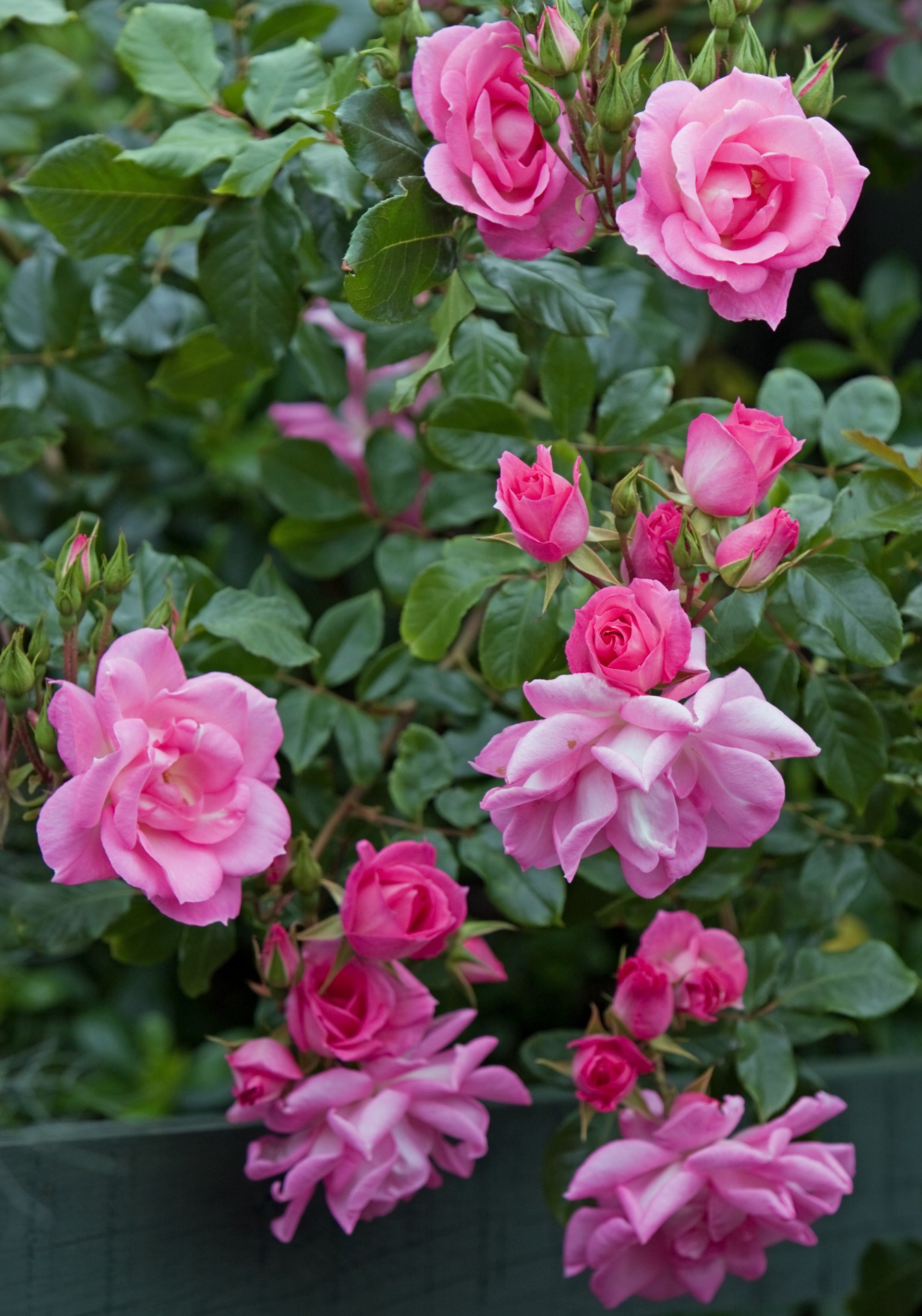 Beautiful background of pink roses