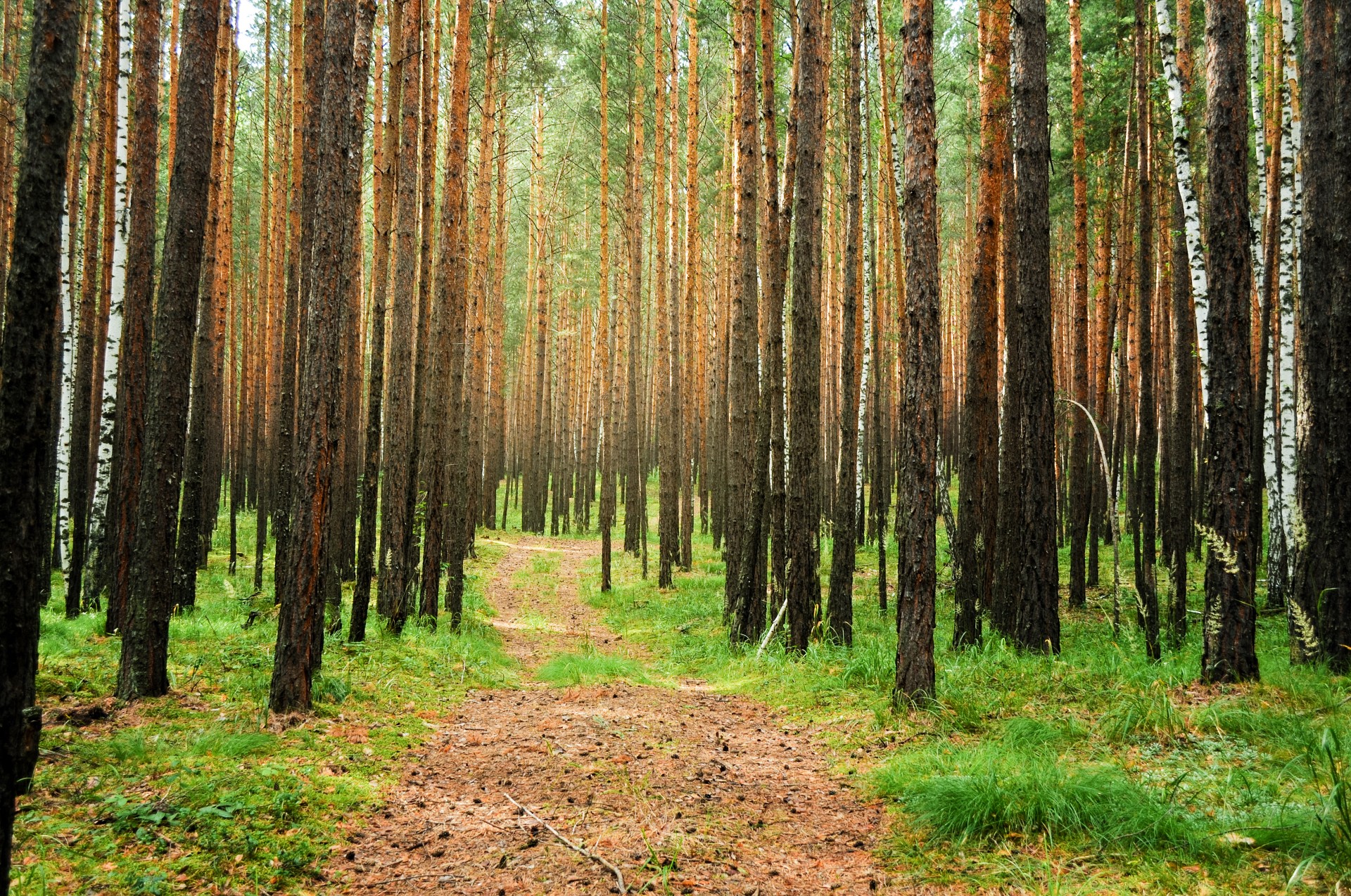 A path in a pine forest