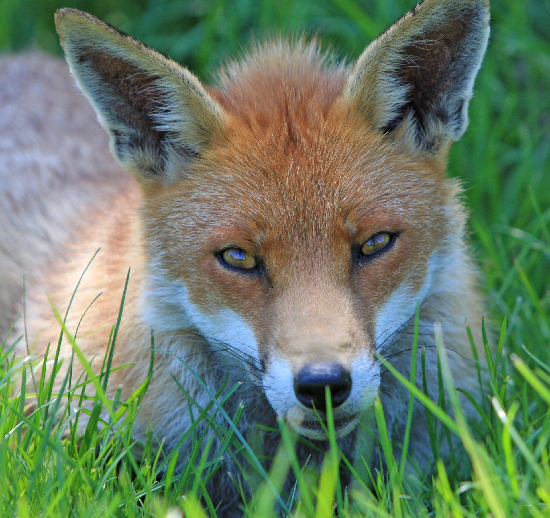 Fox Close-up