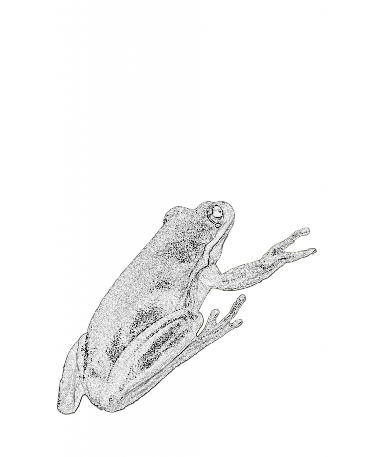 Cute black and white frog illustration clipart for scrapbooking