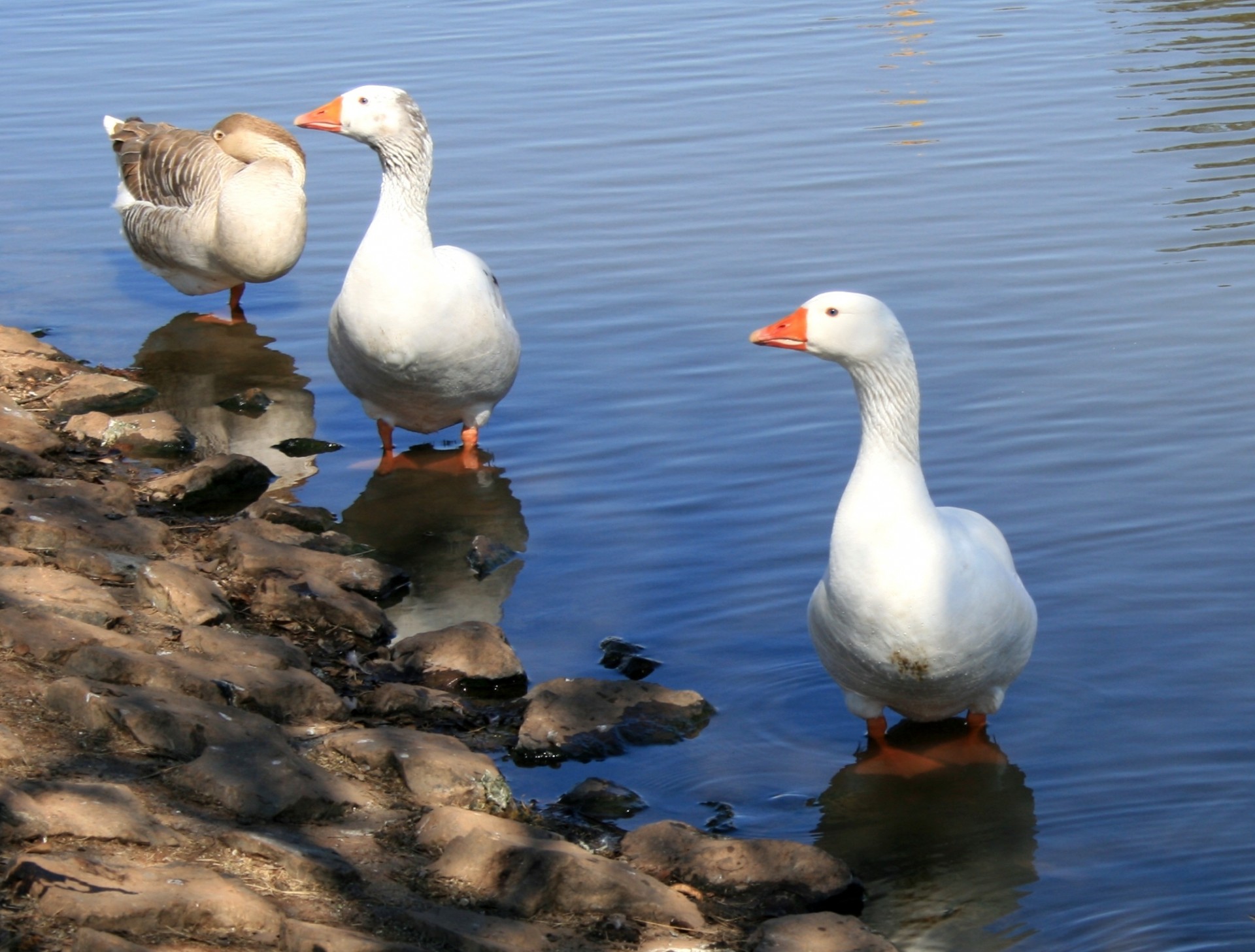 Geese In Pond