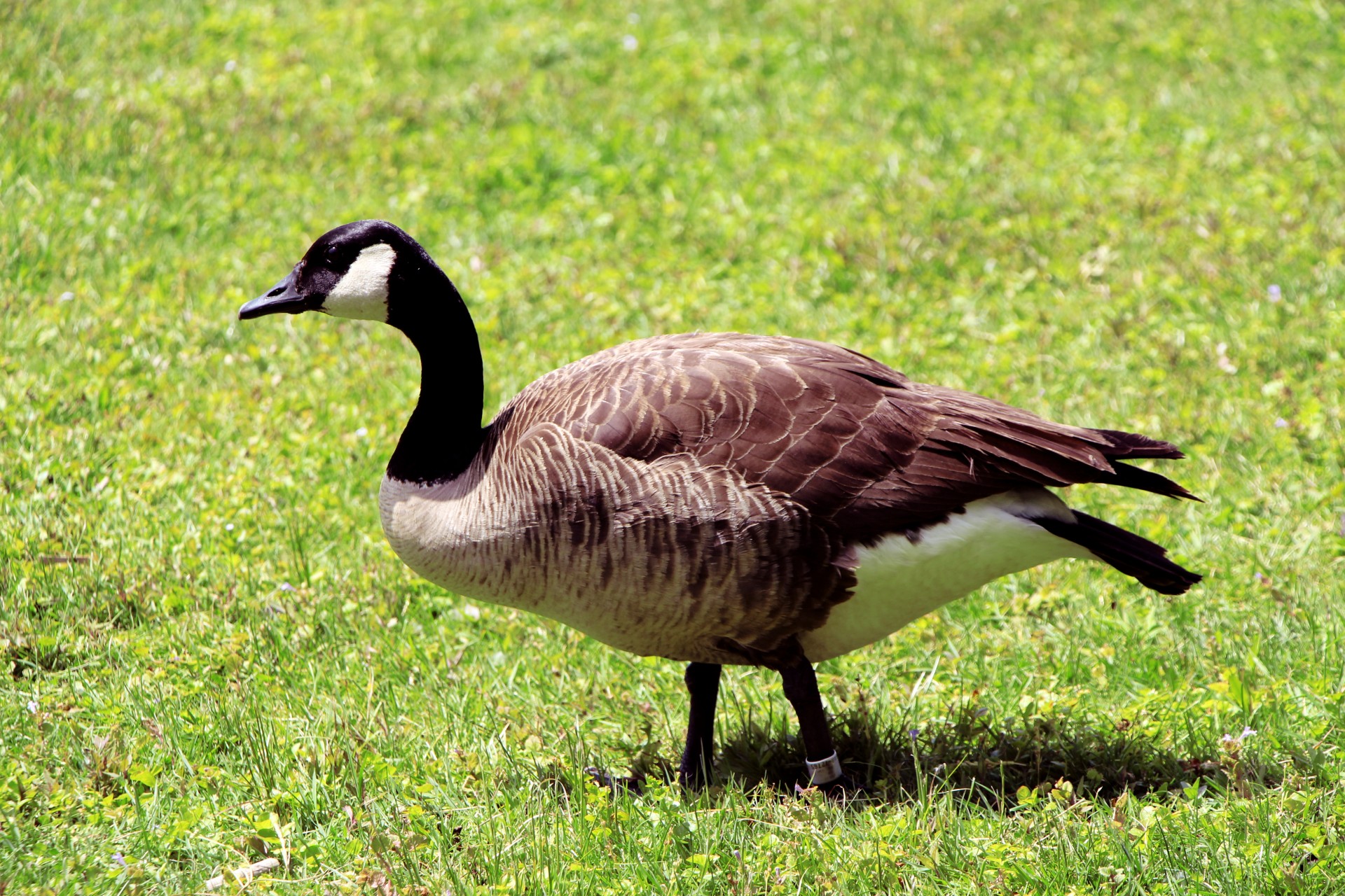Goose On Grass Free Stock Photo - Public Domain Pictures