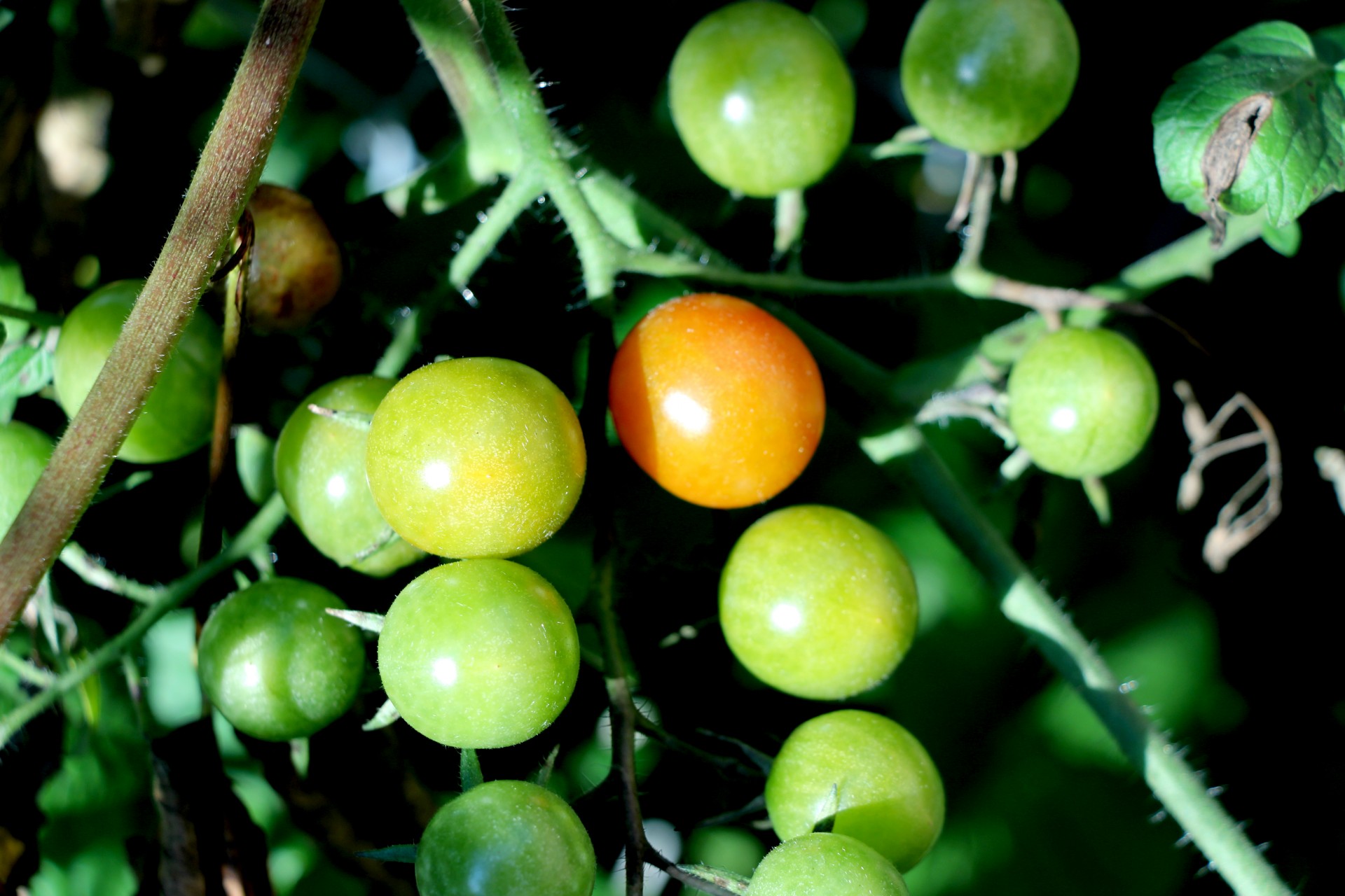 Grape tomatoes at varying stages of ripeness