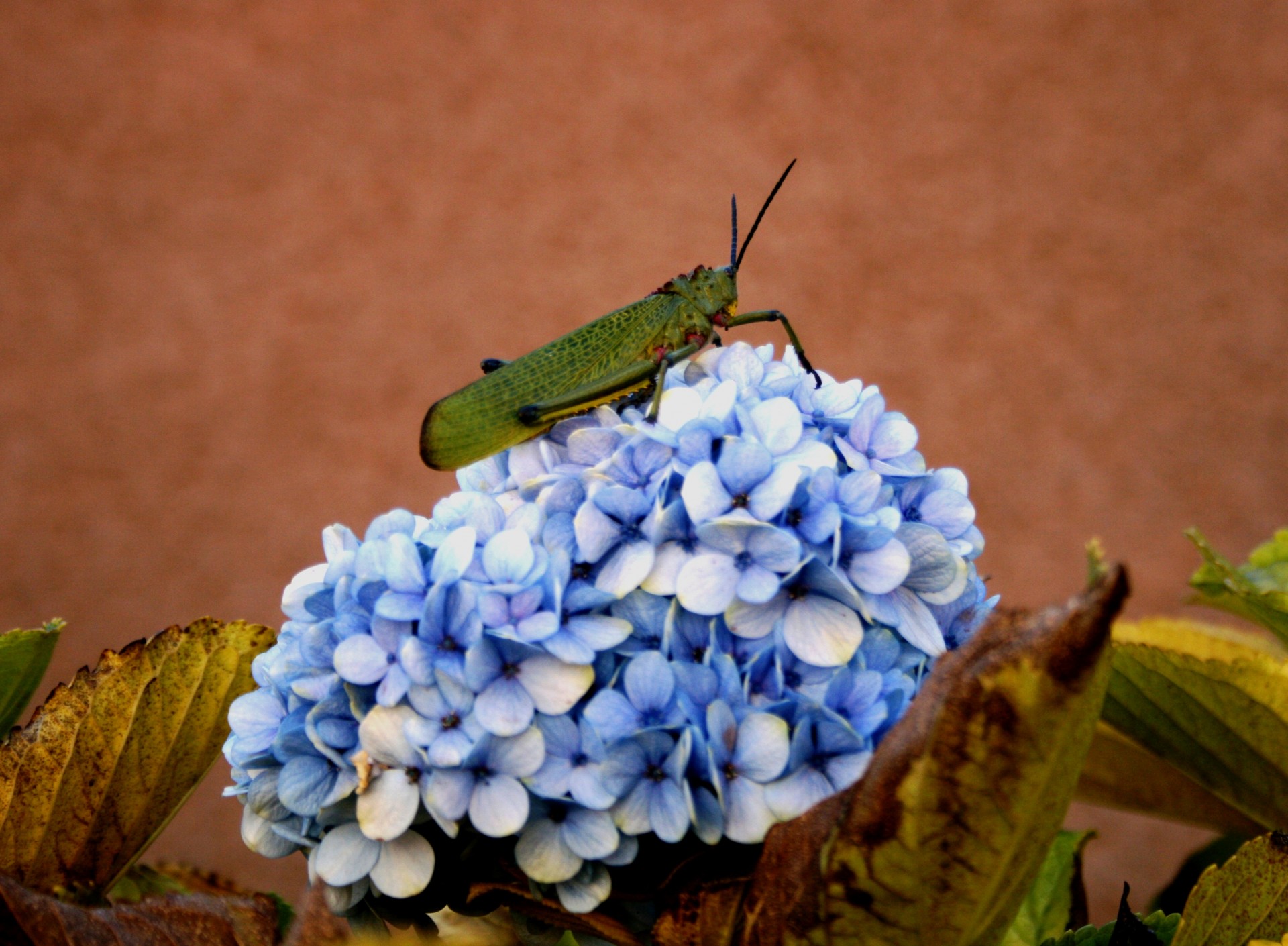 green grasshopper perched on blue hydrangea