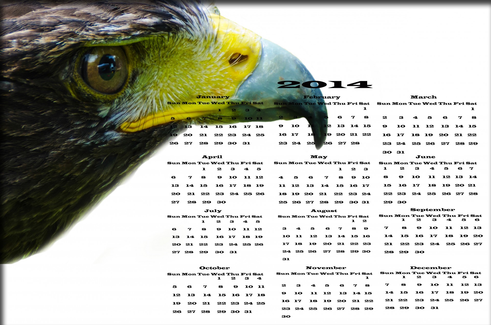 Hawk Calendar 2014