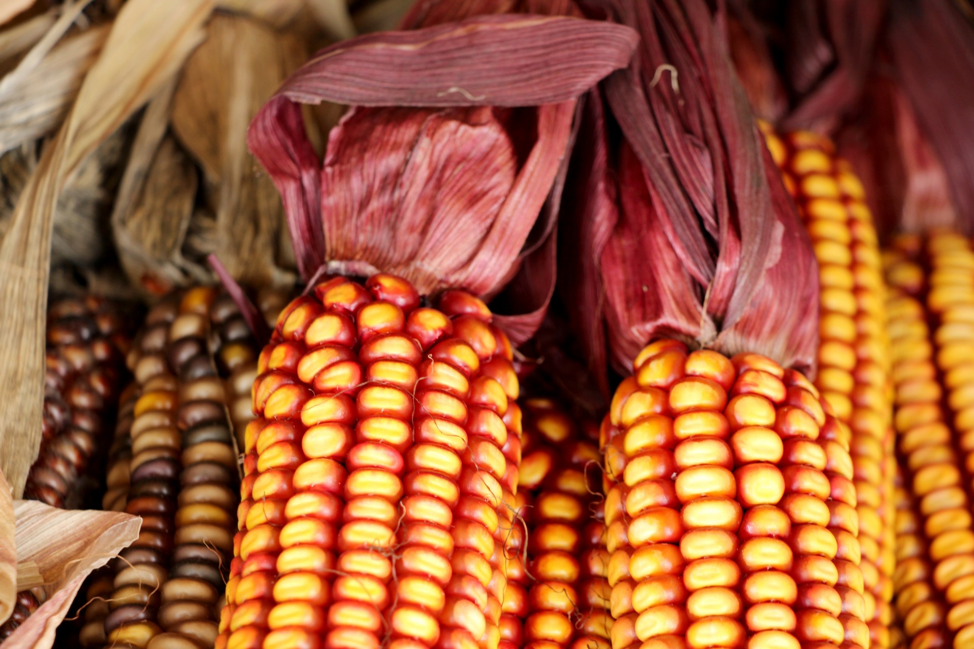 Indian corn fall decoration