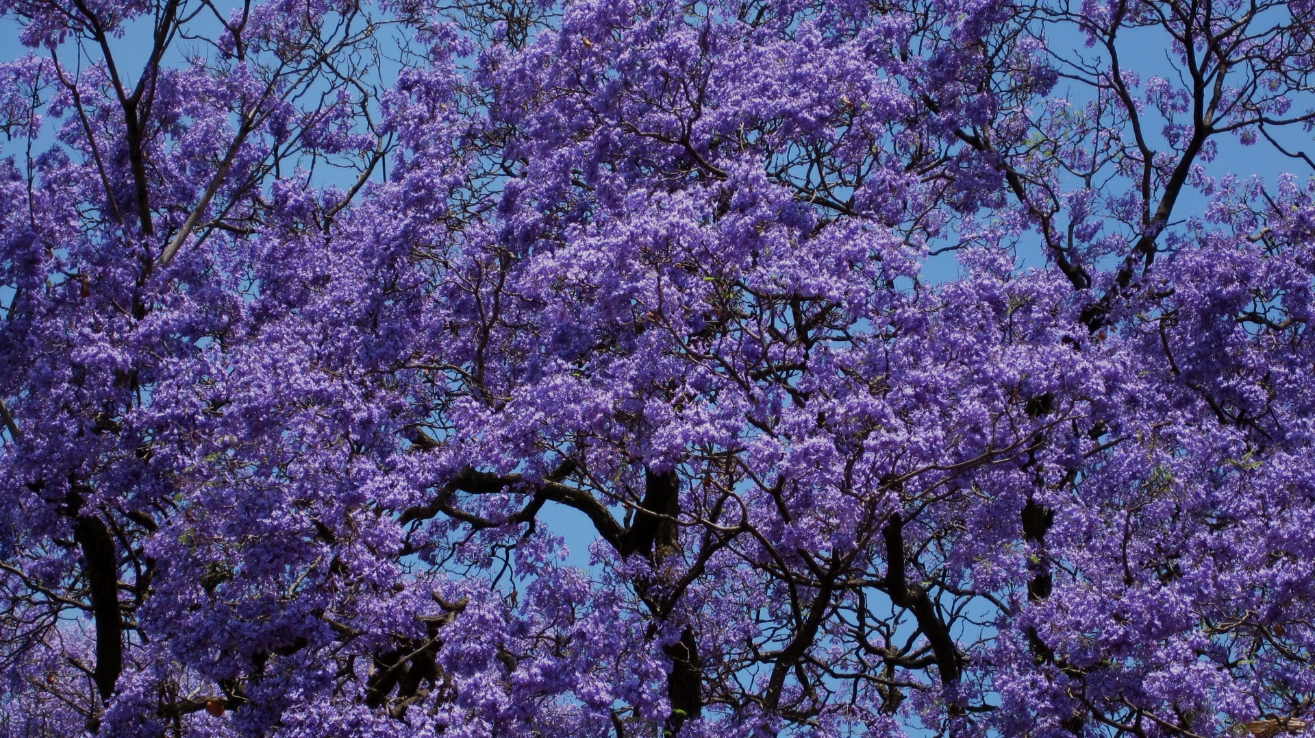 flowering jacaranda tree in spring, arcadia, pretoria