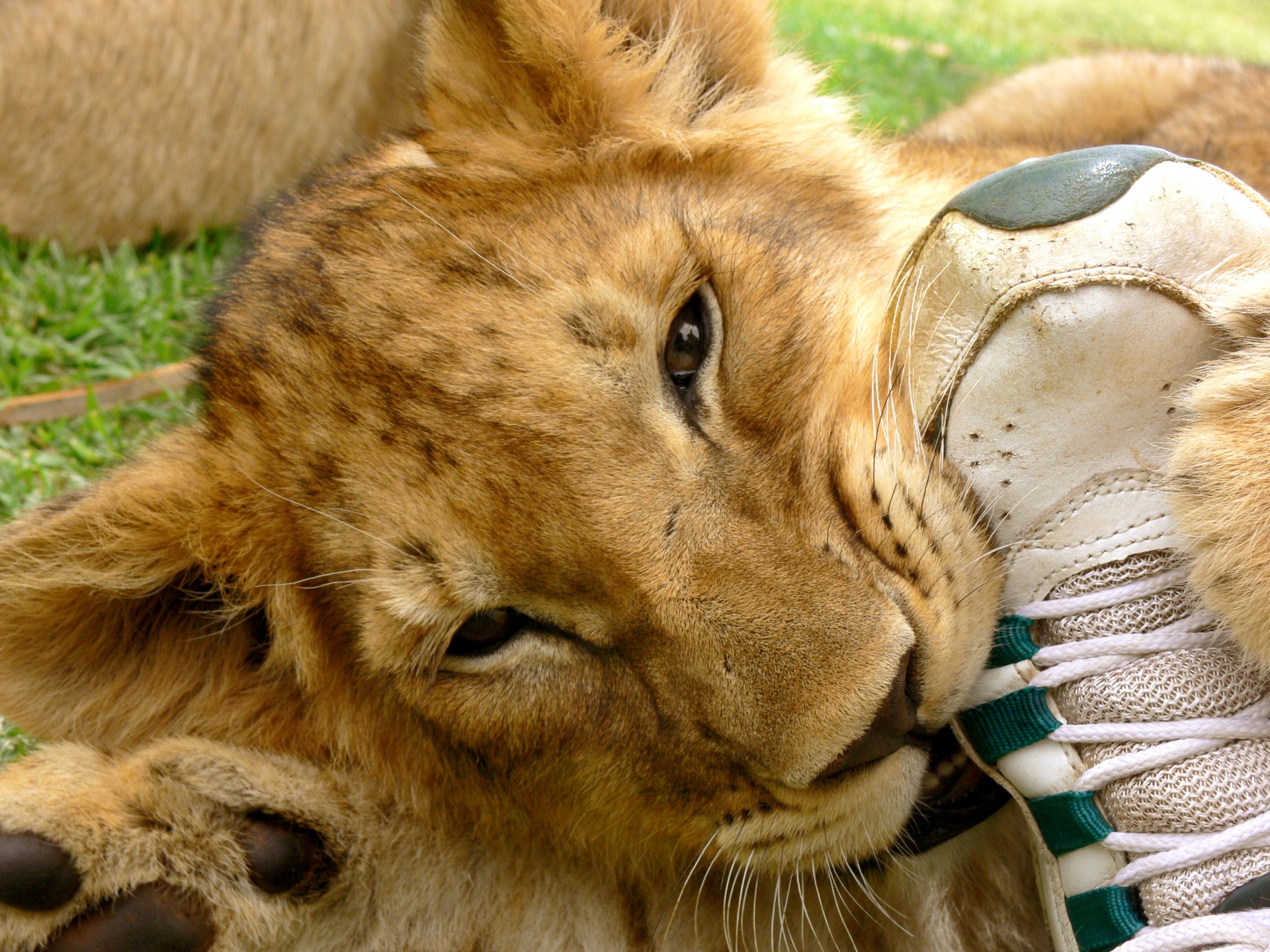 Lion Cub Chewing My Foot