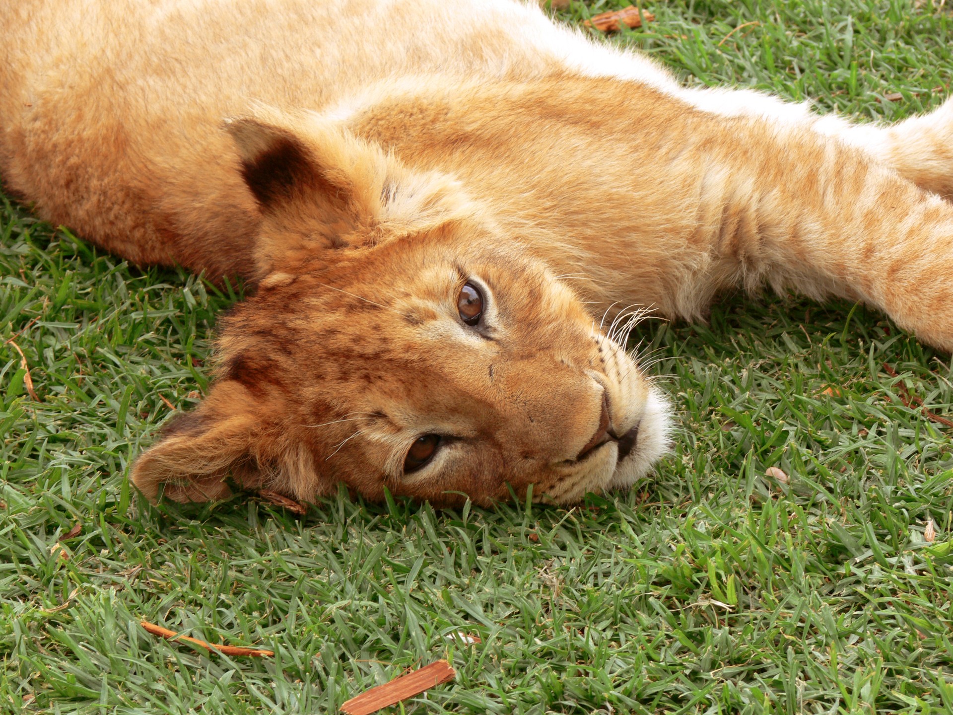 Lion Cub Lying Flat