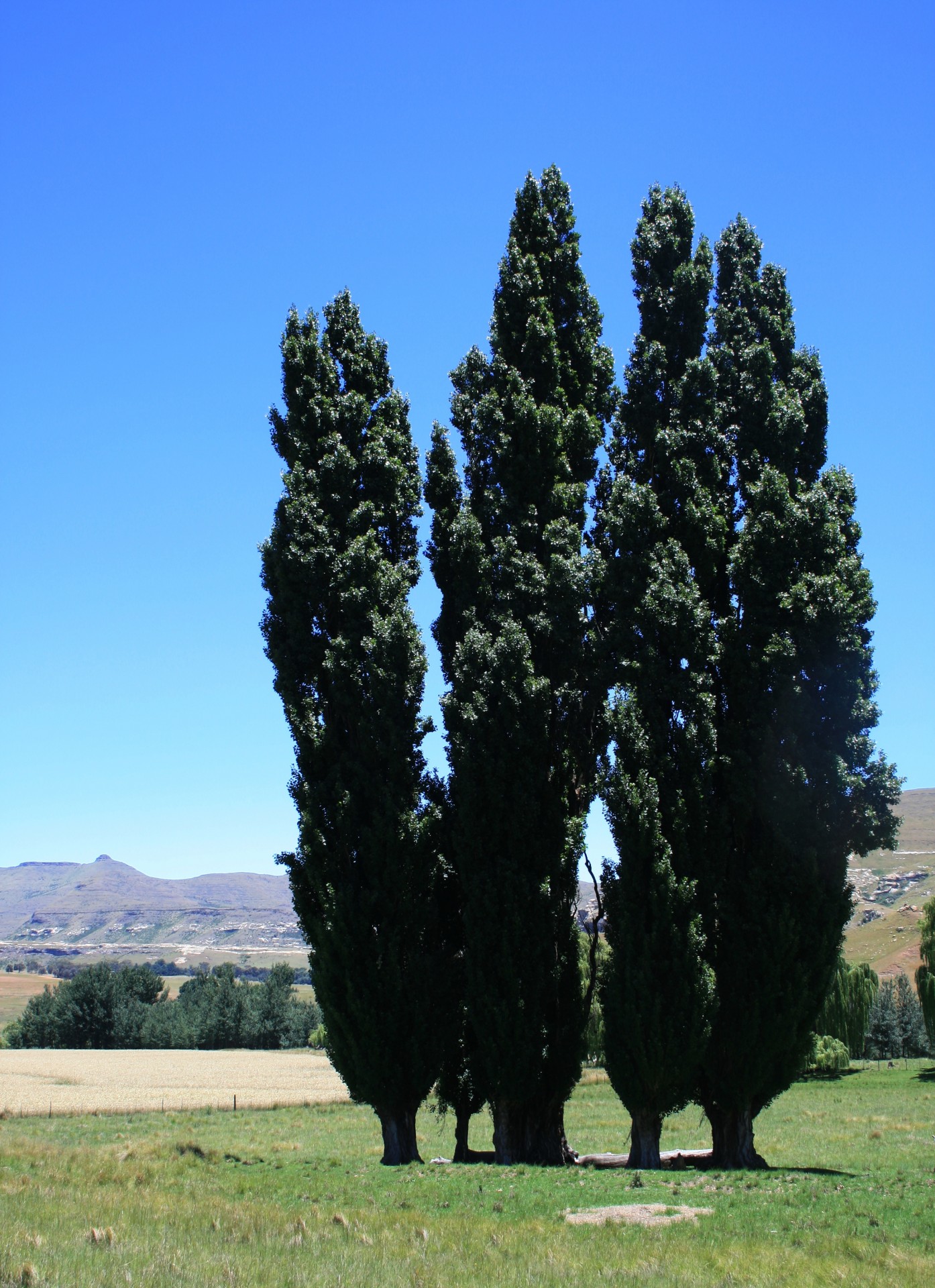 Lombardi poplars on a green field in the Free State SA