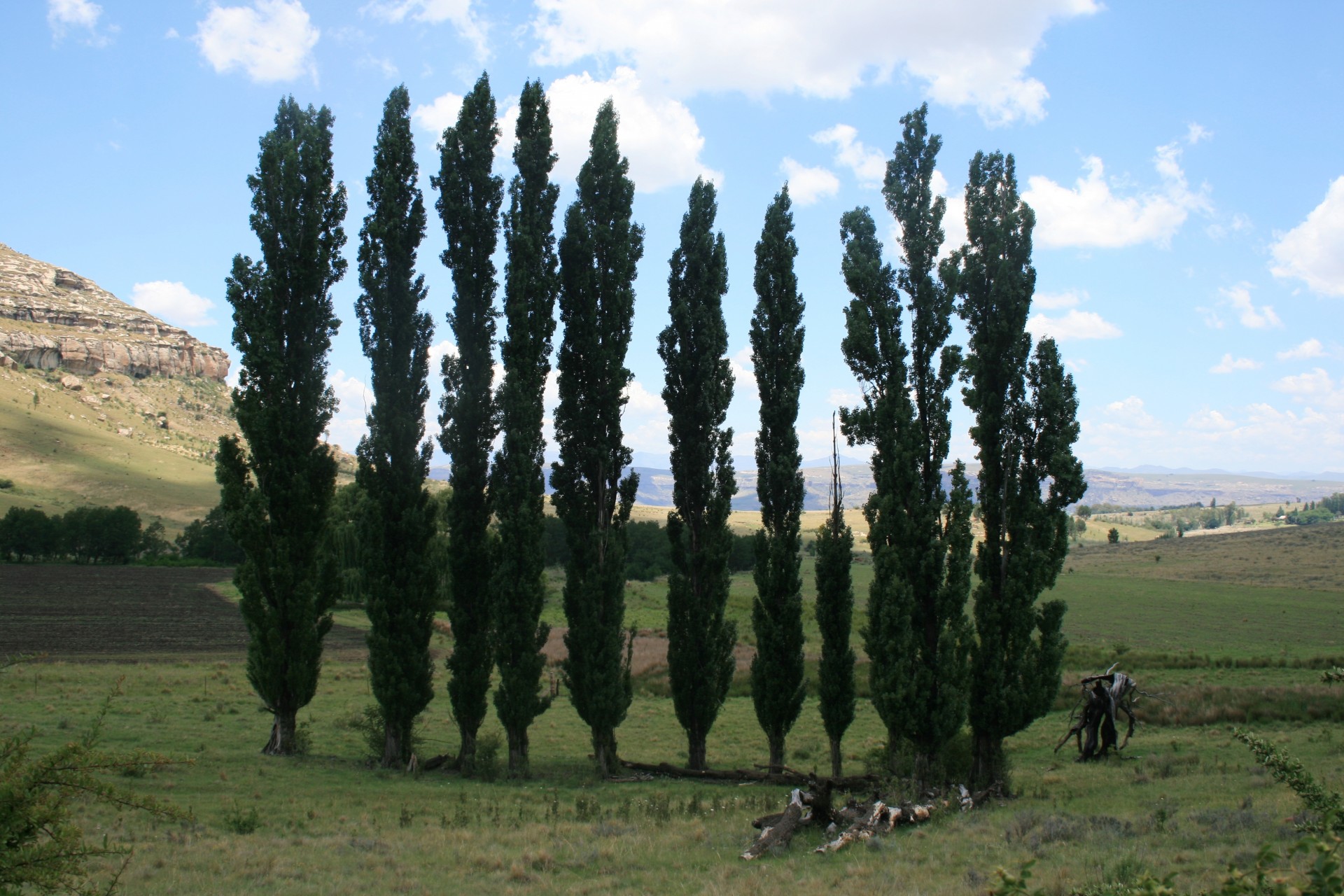 Lombardi Poplars