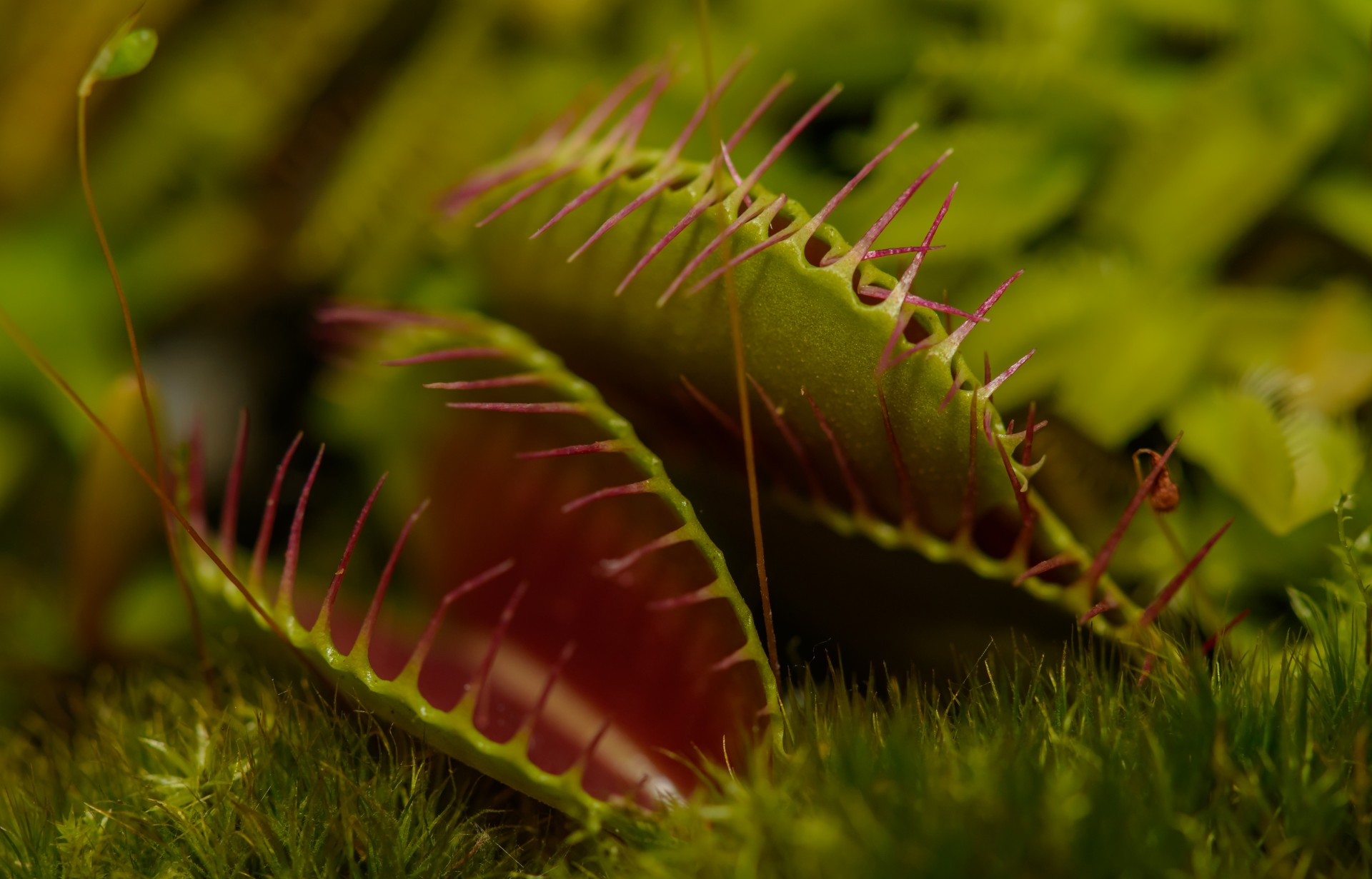Carnivorous plant - macro