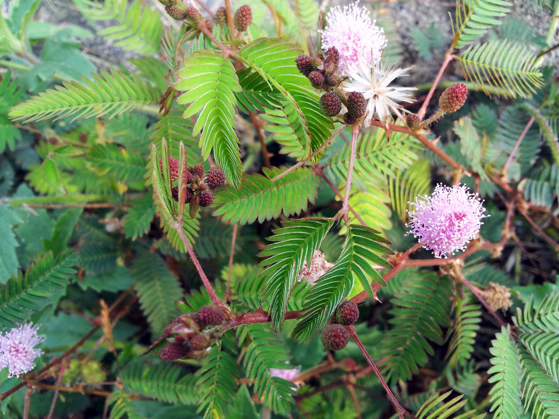 Mimosa Flower And Seeds 2