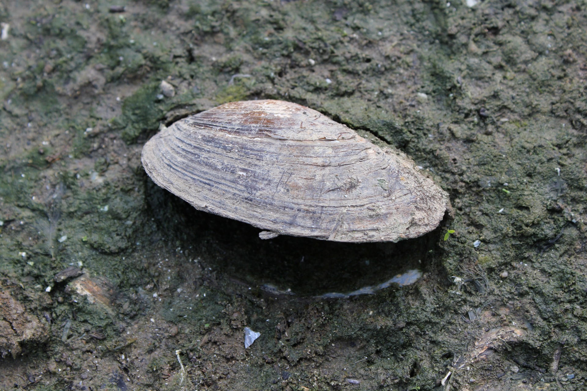 Mussel on riverbank