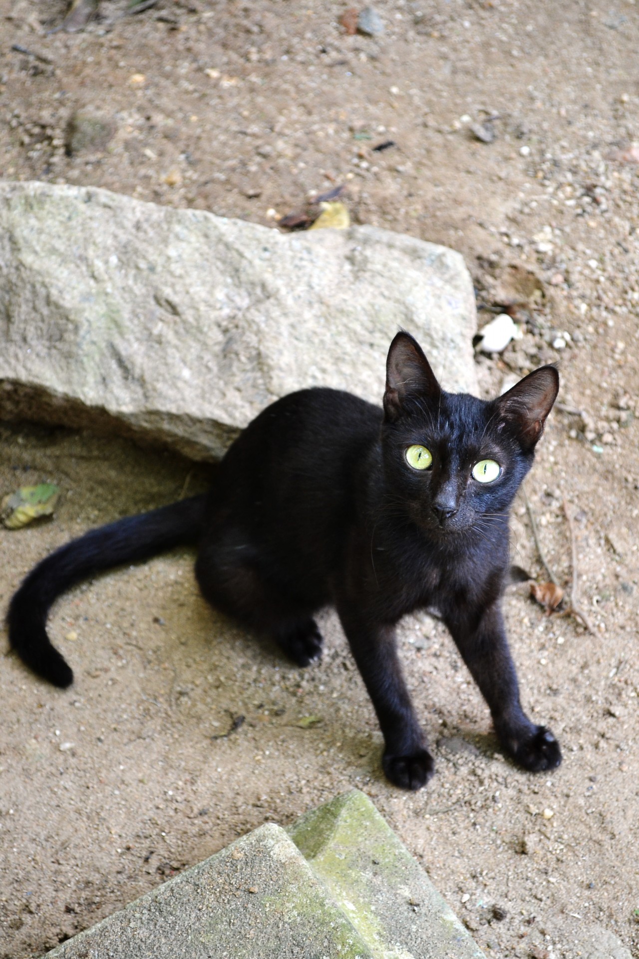 Naughty Black Cat