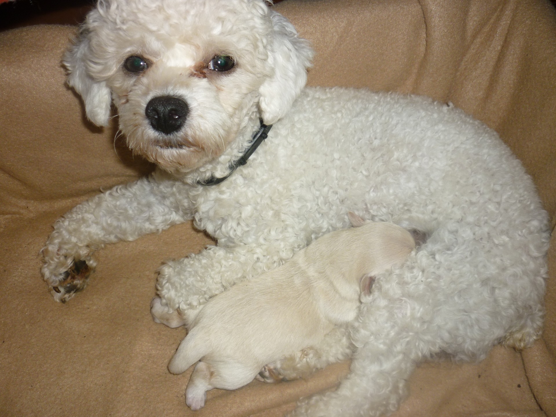 Toy poodle dog with her new puppy