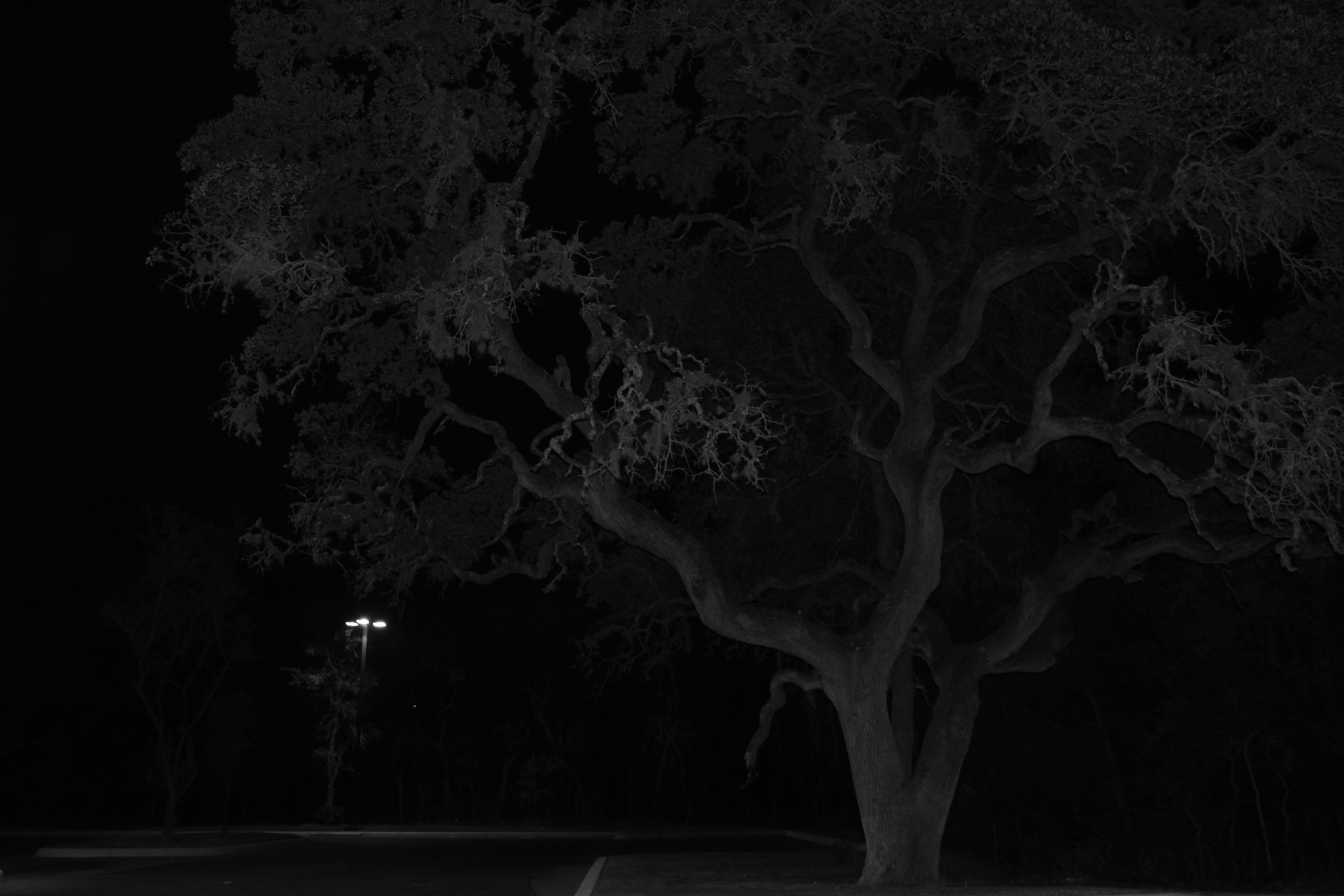 Halloween night tree picture