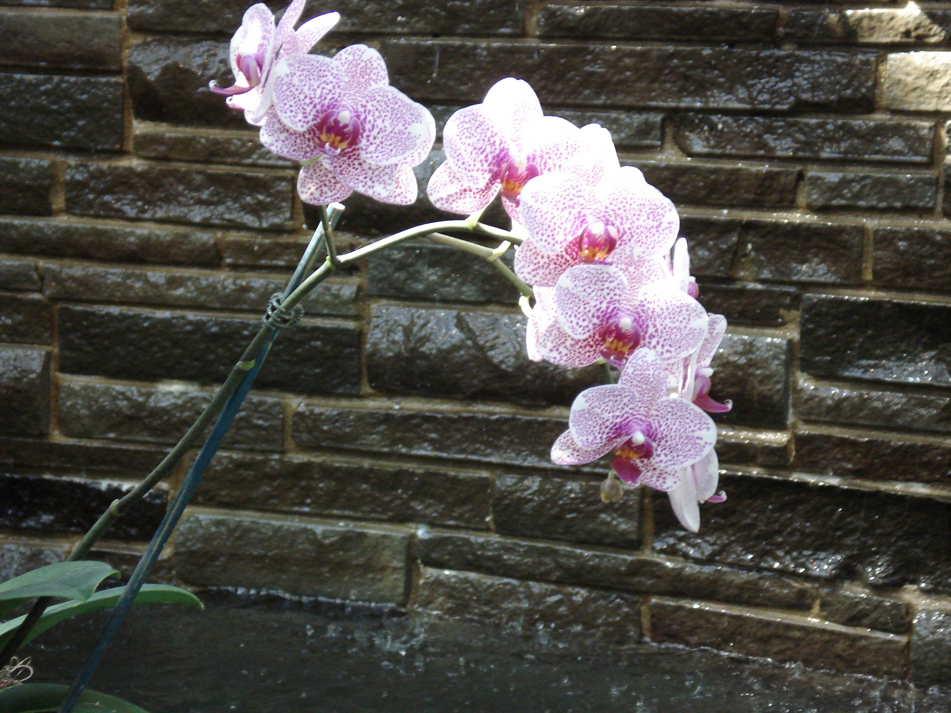 Orchid & Wall
