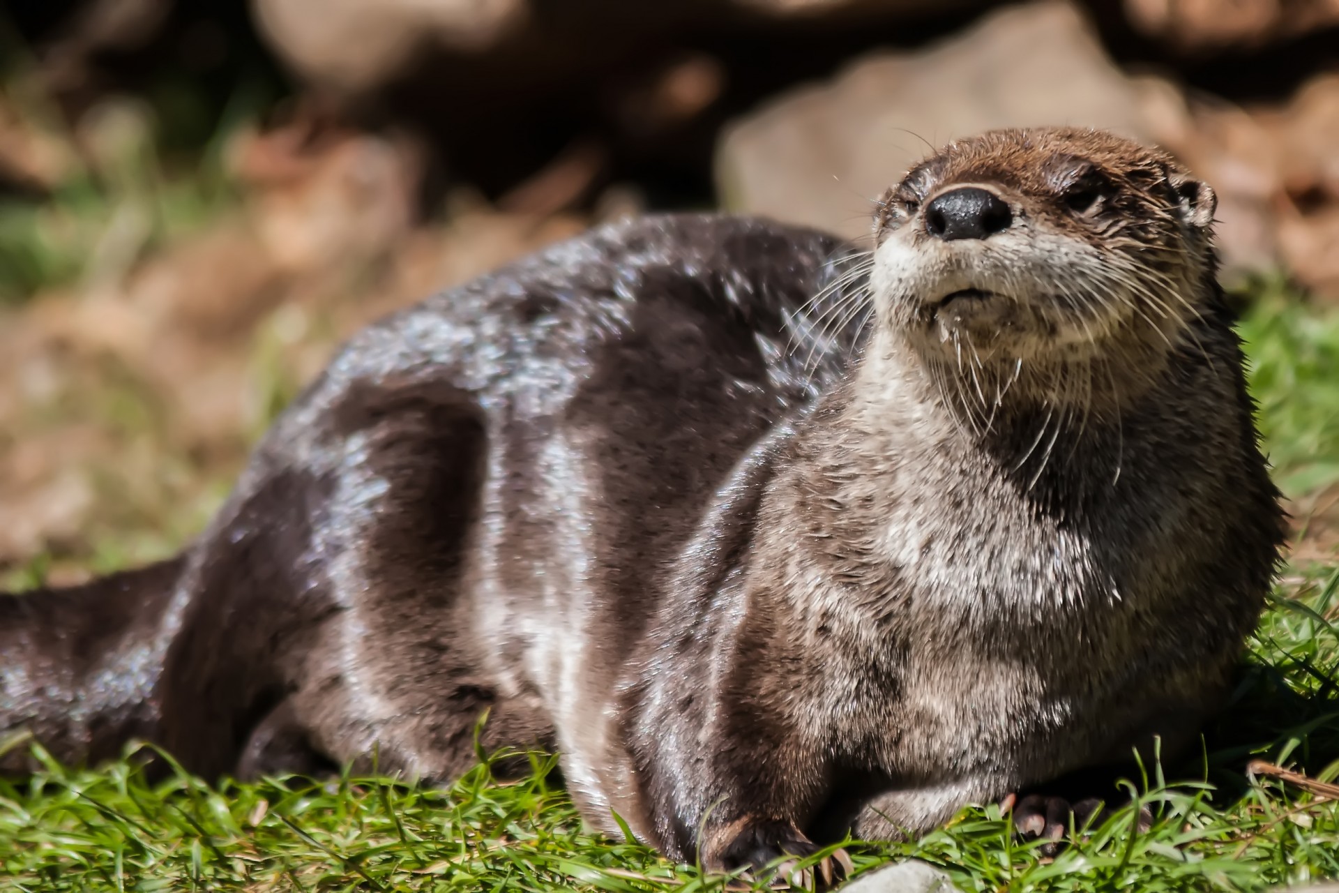 Otter Sun Bathing