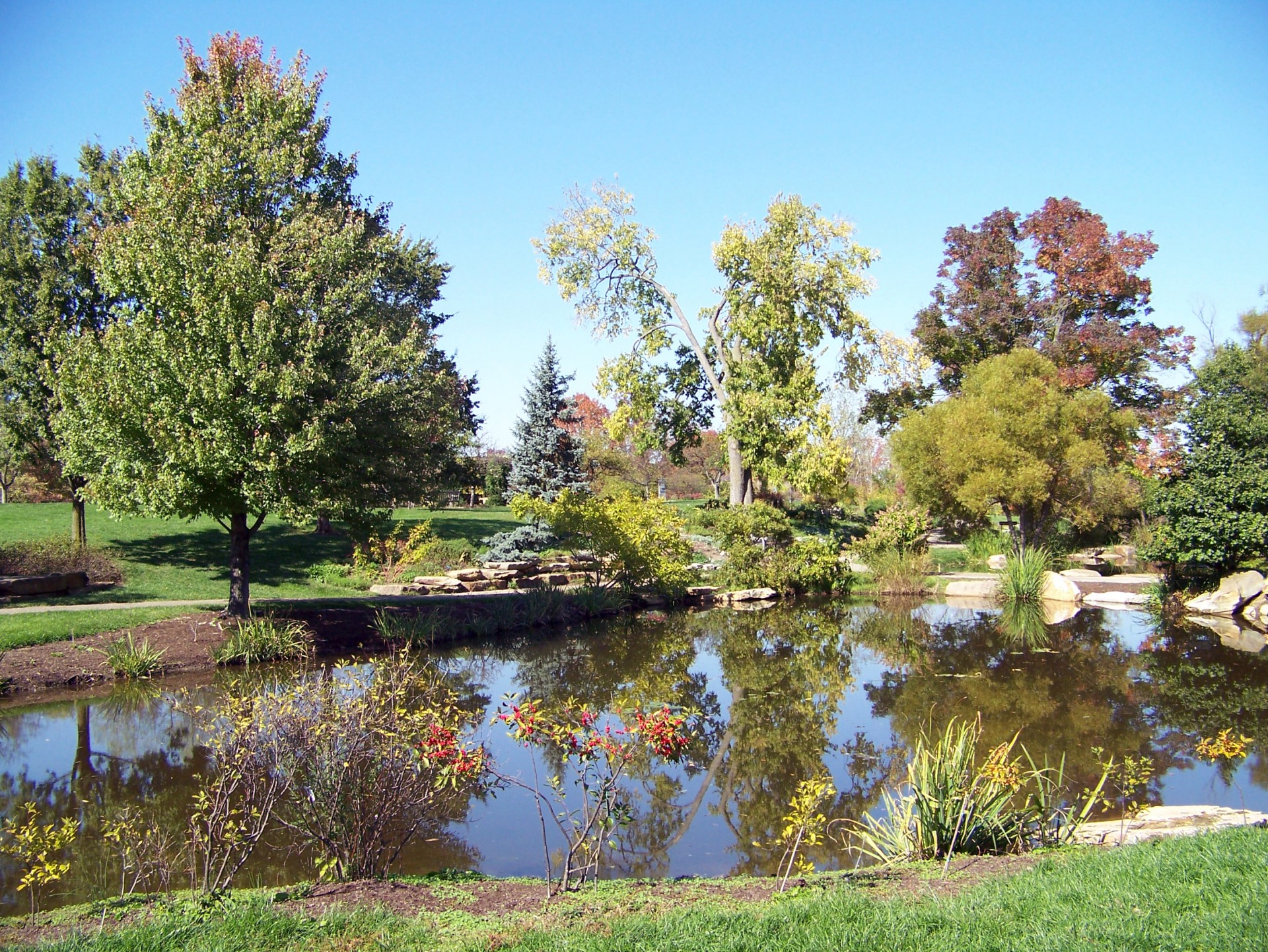 A pond in a park in late summer