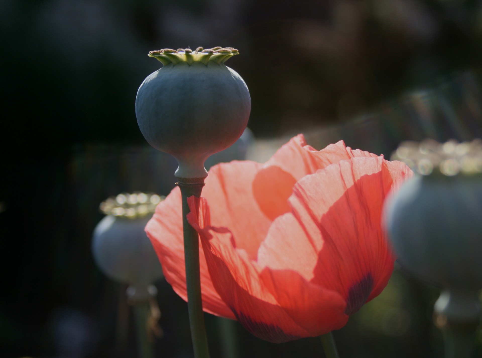 flowering red poppy and seed pods