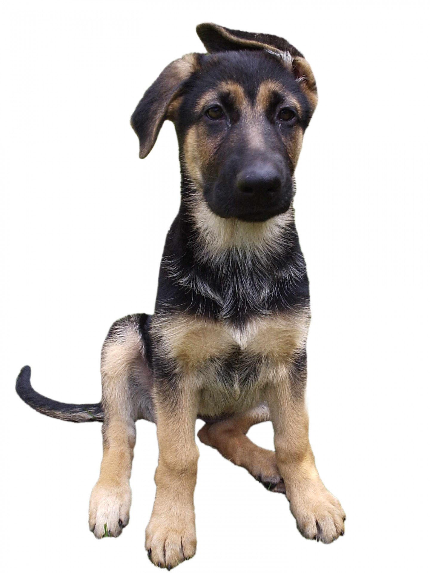 Cute sitting german shepherd puppy dog isolated on a white background