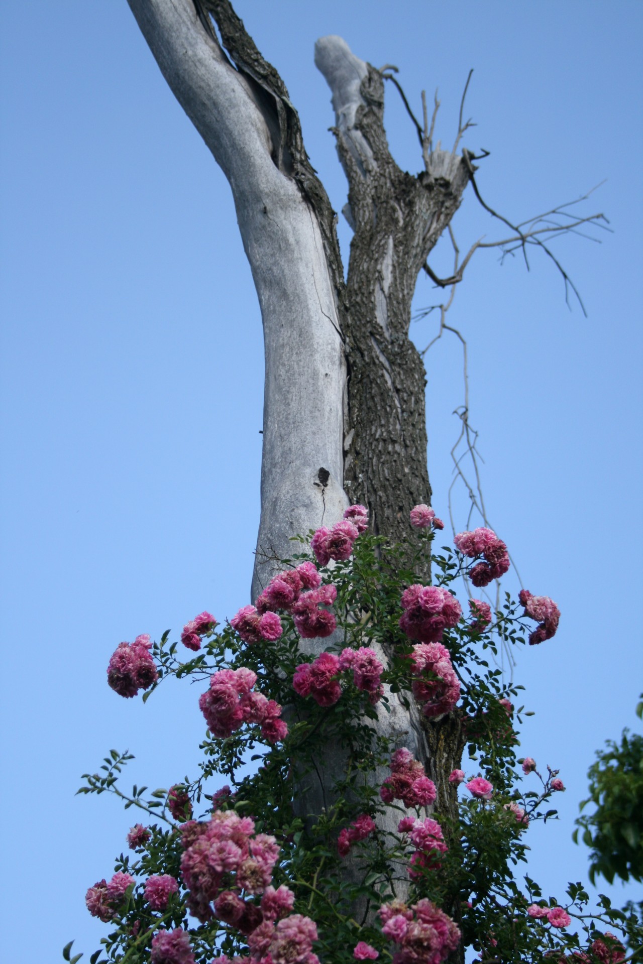 beautiful pink rambling rose climbing dead tree